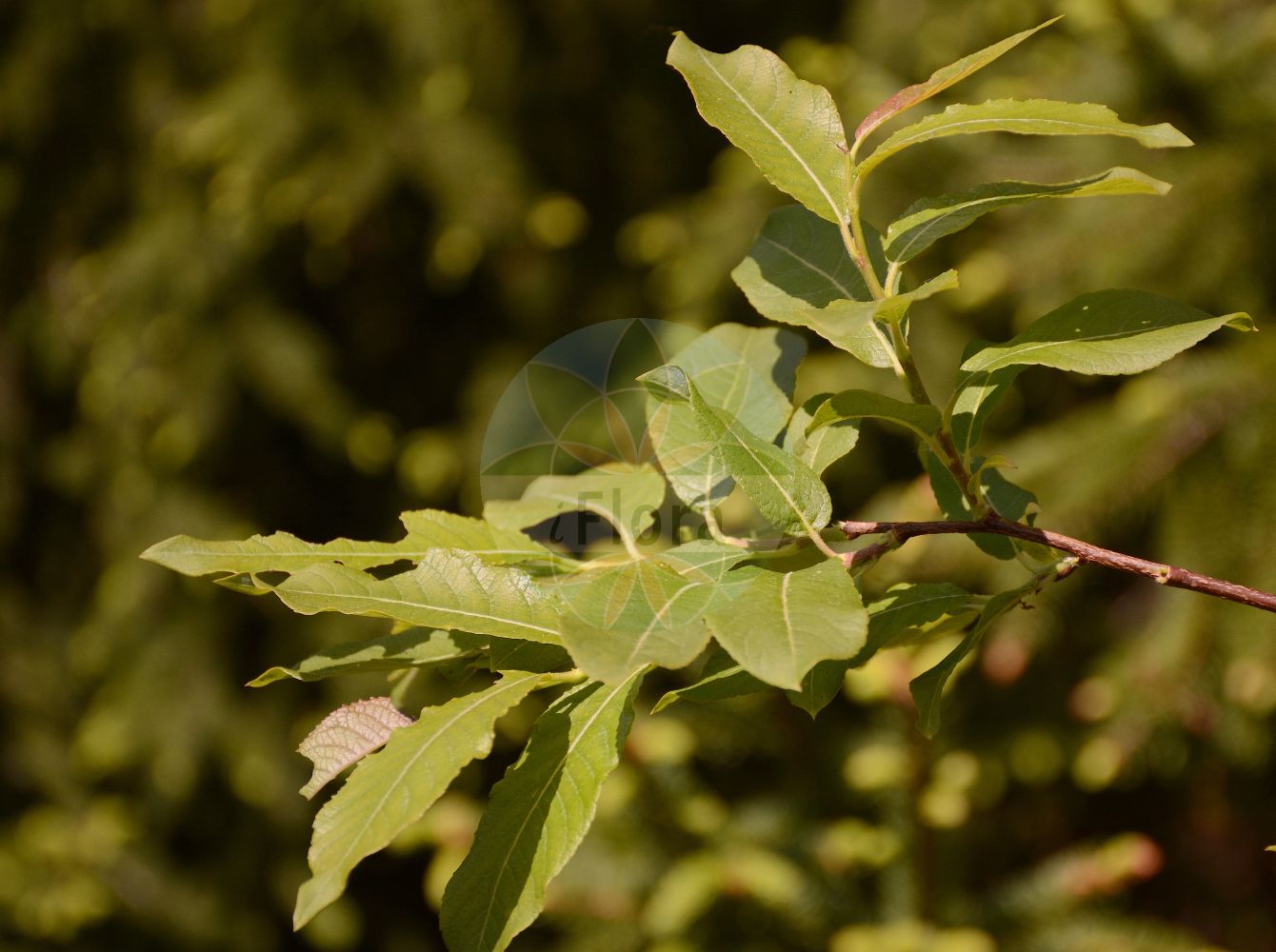 Salix silesiaca - Salicaceae,Plantae,Pteridobiotina,Angiosperms,Malpighiales,Salicaceae,Salix,Salix silesiaca,Salix silesiaca var. lasiocarpa, Vimen silesiaca,Schlesische Weide;saule de Silésie;ива силезская;wierzba śląska;sziléziai fűz;vrba slezská;vŕba sliezska;верба сілезька;шлеска врба