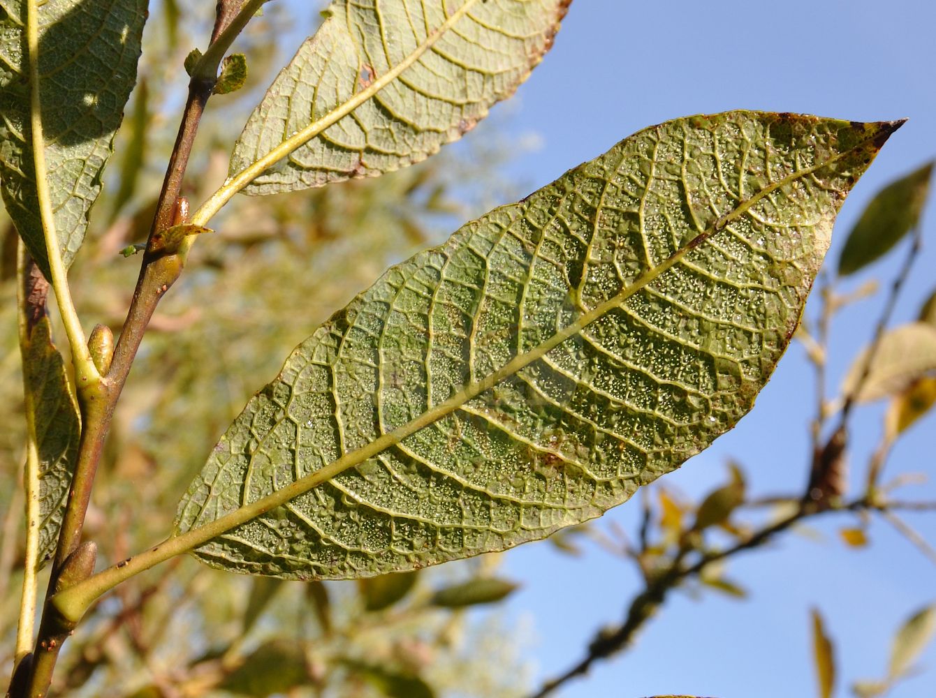Salix silesiaca - Salicaceae,Plantae,Pteridobiotina,Angiosperms,Malpighiales,Salicaceae,Salix,Salix silesiaca,Salix silesiaca var. lasiocarpa, Vimen silesiaca,Schlesische Weide;saule de Silésie;ива силезская;wierzba śląska;sziléziai fűz;vrba slezská;vŕba sliezska;верба сілезька;шлеска врба