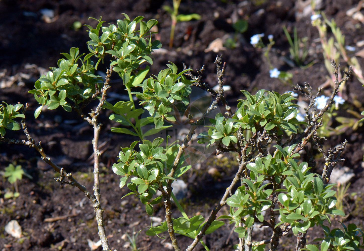 Salix myrsinites - Salicaceae,Plantae,Pteridobiotina,Angiosperms,Malpighiales,Salicaceae,Salix,Salix myrsinites,Salix fusca, Salix procumbens,Heidelbeerblättrige Weide;saule à feuilles de myrte;saule faux-myrte;salice dubia;ива миртовидная;glansvide;myrte-pil;myrtevier;lettopaju
