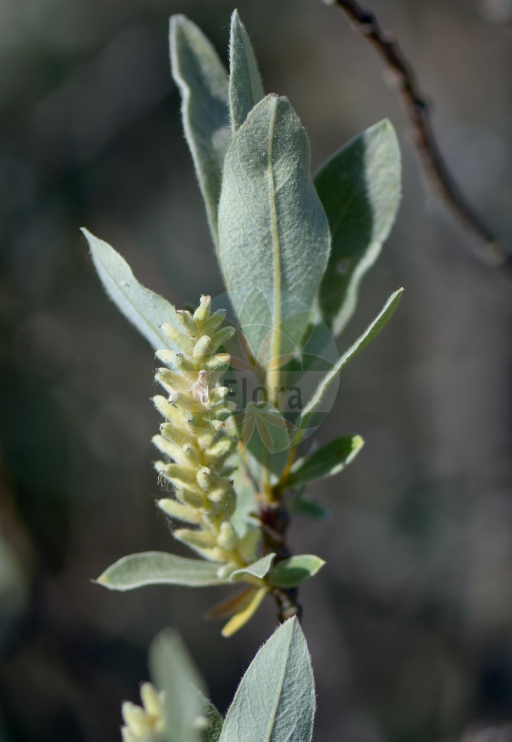 Salix glauca var. villosa - Salicaceae,Plantae,Pteridobiotina,Angiosperms,Malpighiales,Salicaceae,Salix,Salix glauca,Salix glauca var. villosa,Salix glauca subsp. glabrescens, Salix glauca subsp. villosa, Salix glauca var. glabrescens, Salix glauca var. kenosha, Salix glauca var. pseudolapponum, Salix glauca var. subincurva, Salix glaucops, Salix glaucops var. glabrescens, Salix glaucosericea, Salix nudescens, Salix princeps-ourayi, Salix pseudolapponum, Salix pseudolapponum var. kenosha, Salix pseudolapponum var. subincurva, Salix villosa, Salix wolfii var. pseudolapponum