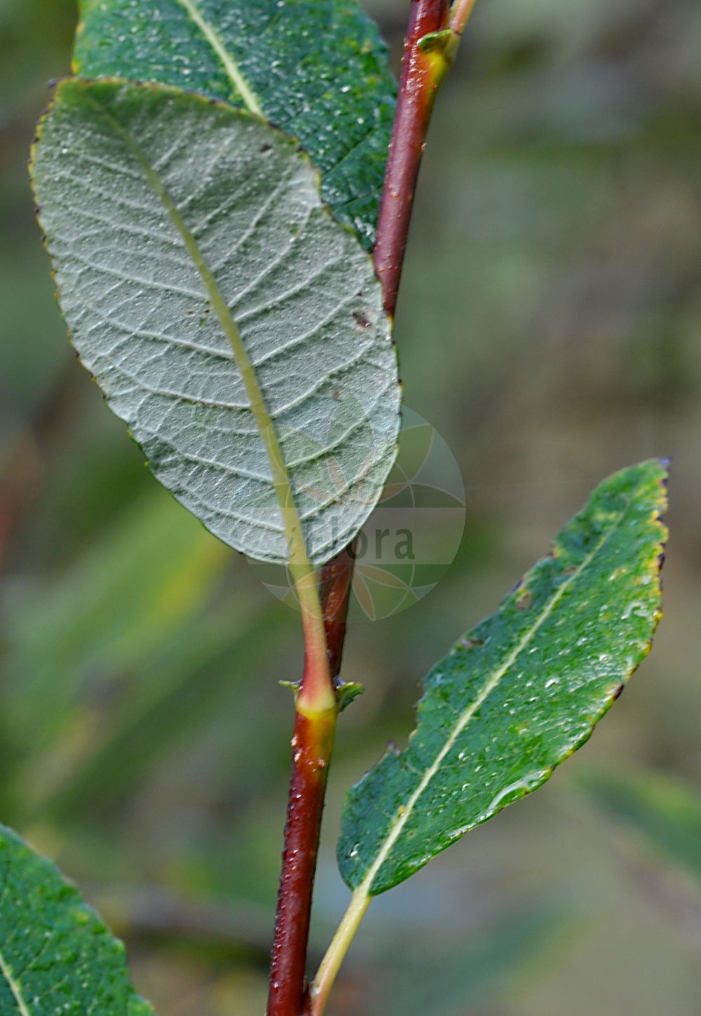 Salix hegetschweileri - Salicaceae,Plantae,Pteridobiotina,Angiosperms,Malpighiales,Salicaceae,Salix,Salix hegetschweileri,Salix bicolor subsp. rhaetica, Salix phylicifolia subsp. raetica, Salix phylicifolia var. rhaetica, Salix rhaetica,Hegetschweilers Weide;Hochtal-Weide;saule de Hegetschweiler;salice di Hegetschweiler