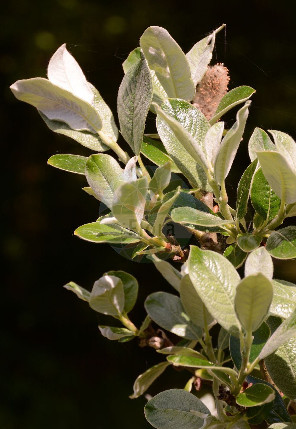 Salix helvetica - Salicaceae,Plantae,Pteridobiotina,Angiosperms,Malpighiales,Salicaceae,Salix,Salix helvetica,Salix gmeliniana, Salix nivea,Schweizer Weide;Saule de Suisse;saule helvétique;Salice elvetico;ива швейцарская;wierzba szwajcarska