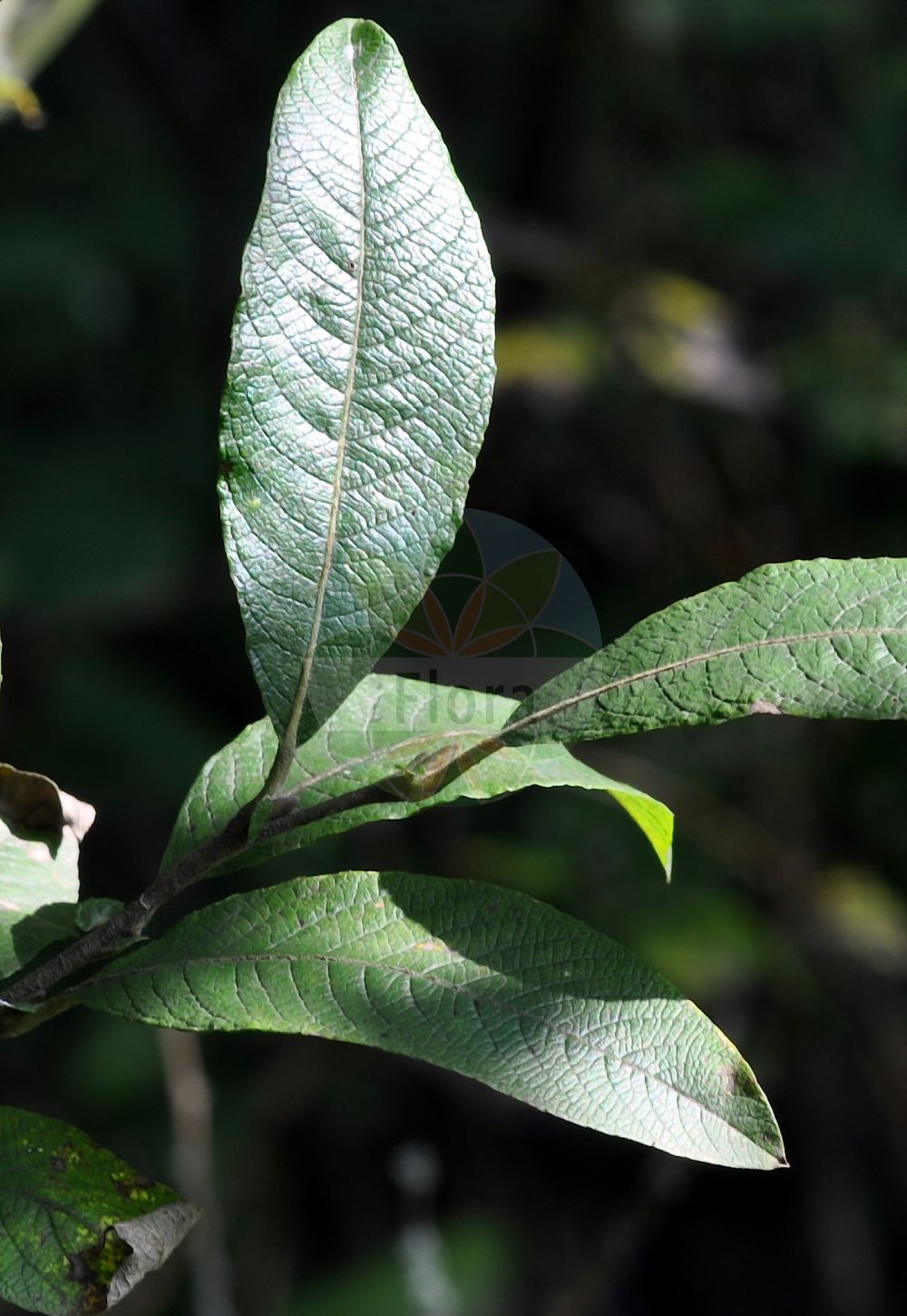 Salix laggeri - Salicaceae,Plantae,Pteridobiotina,Angiosperms,Malpighiales,Salicaceae,Salix,Salix laggeri,Salix albicans, Salix grandifolia var. albicans, Salix pubescens,Flaum-Weide;Saule de Lagger;saule blanchâtre;Salice di Lagger