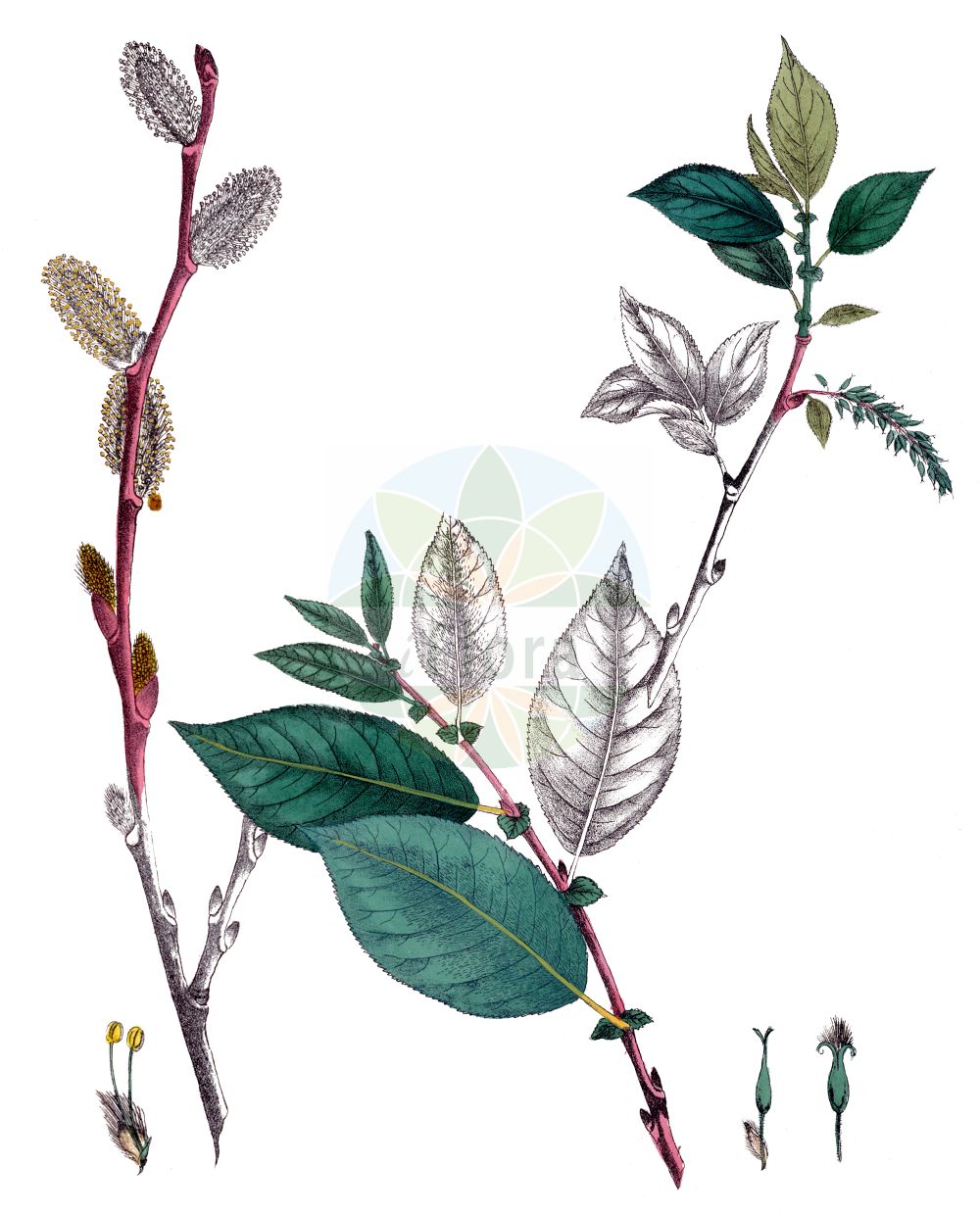 Salix silesiaca - Salicaceae,Plantae,Pteridobiotina,Angiosperms,Malpighiales,Salicaceae,Salix,Salix silesiaca,Salix silesiaca var. lasiocarpa, Vimen silesiaca,Schlesische Weide;saule de Silésie;ива силезская;wierzba śląska;sziléziai fűz;vrba slezská;vŕba sliezska;верба сілезька;шлеска врба