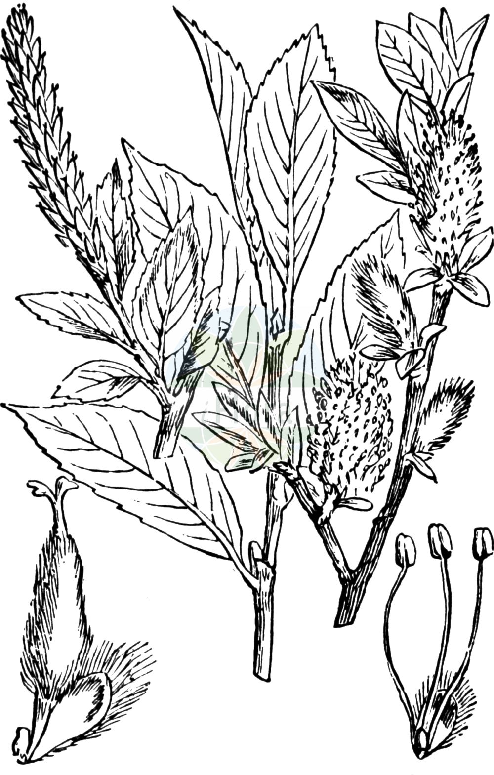 Salix bicolor - Salicaceae,Plantae,Pteridobiotina,Angiosperms,Malpighiales,Salicaceae,Salix,Salix bicolor,Diplima weigeliana, Salix cantabrica, Salix schraderiana, Salix weigeliana, Vimen bicolor,Zweifarben-Weide;Zweifarbige Weide;Harzer Weide;tea-leaved willow;pussy willow;silver willow;willow;Saule à deux couleurs;saule bicolore;saule des Cantabriques;sauce de dos colores;sauce cantábrico;sauce cántabro;Salice bicolore;ива двуцветная;ива кантабрийская;salze bicolor;gatell cantábric;gullvide;wierzba dwubarwna;vrba dvoubarvá;gullvier