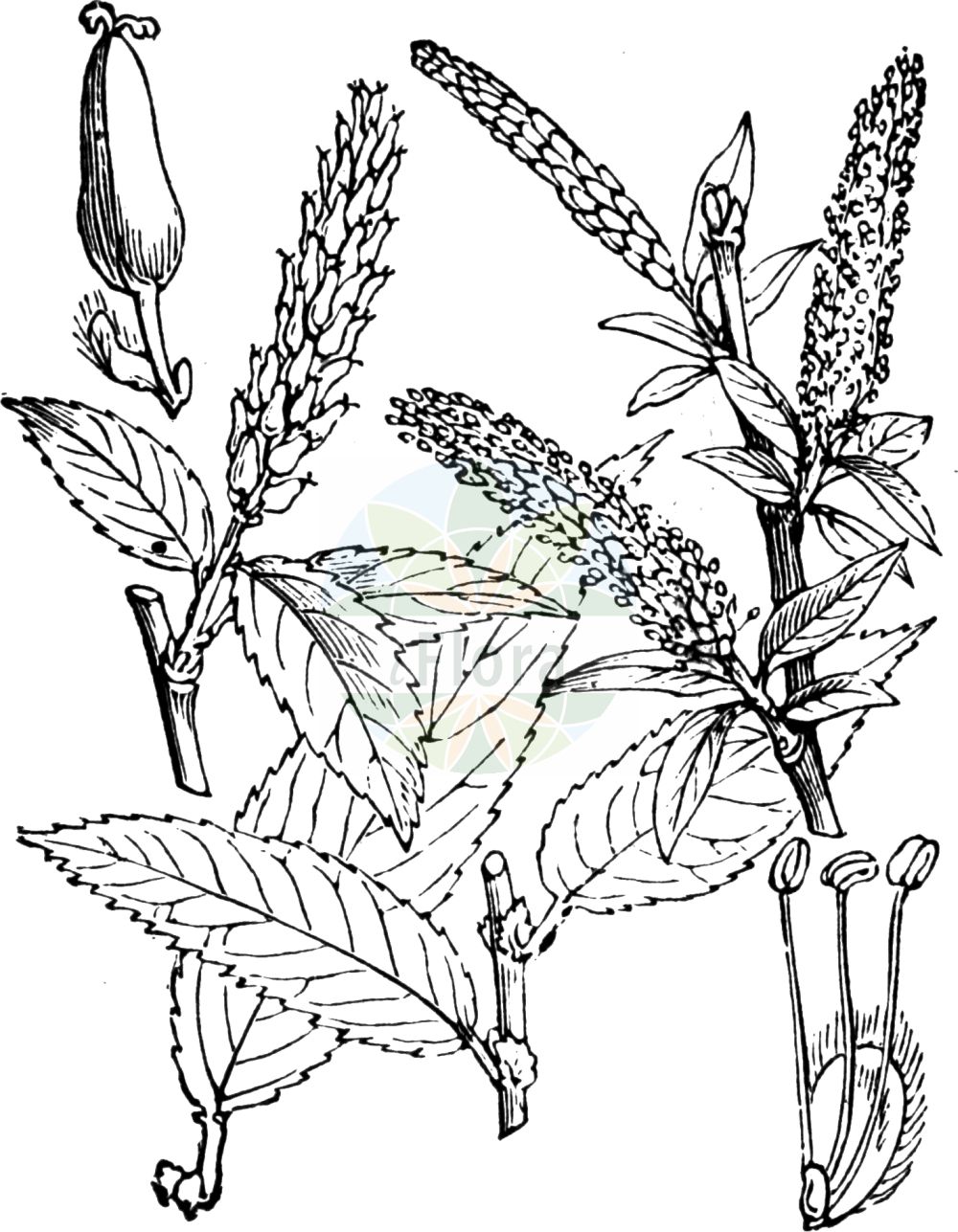 Salix triandra - Salicaceae,Plantae,Pteridobiotina,Angiosperms,Malpighiales,Salicaceae,Salix,Salix triandra,Diplusion undulata, Gruenera amygdaloides, Nestylix amygdalina, Nestylix hopeana, Nestylix villarsiana, Pleiarina triandra, Salix alopecuroides, Salix amygdalina, Salix amygdalina var. androgyna, Salix amygdalina var. concolor, Salix amygdalina var. discolor, Salix armena, Salix armena, Salix fursaevii, Salix hoffmanniana, Salix hoppeana, Salix lanceolata, Salix medwedewii, Salix semperflorens, Salix spectabilis, Salix tenuiflora, Salix trevirani, Salix trevirani, Salix triandra f. androgyna, Salix triandra f. angustifolia, Salix triandra f. barbulata, Salix triandra f. brevipes, Salix triandra f. gracilis, Salix triandra f. longipedunculata, Salix triandra f. longisquamis, Salix triandra f. sandomiriensis, Salix triandra f. semperflorens, Salix triandra f. villarsiana, Salix triandra f. villosiuscula, Salix triandra f. vulgaris, Salix triandra subsp. concolor, Salix triandra subsp. discolor, Salix triandra var. abortiva, Salix triandra var. androgyna, Salix triandra var. angustifolia, Salix triandra var. concolor, Salix triandra var. discolor, Salix triandra var. discolor, Salix triandra var. diversifolia, Salix triandra var. glaucophylla, Salix triandra var. monstruosa, Salix triandra var. stipularis, Salix triandra var. triandra, Salix varia, Salix venusta, Salix venusta, Salix villarsiana,Mandel-Weide;Bereifte Mandel-Weide;Fuchsschwanz-Weide;almond willow;almond leaf willow;almond-leaf willow;almond-leaved willow;french willow;Osier brun;Saule à trois étamines;saule à feuilles d'amandier;osier franc;osier rouge;saule amandier;saule amandier d'Espagne;mimbrera oscura;sarga negra;sargatilla blanca;sargatilla borde;sargatilla negra;sauce abigarrado;sauce almendro;sauce almendruño;sauce de dos colores;sauce negro;Salice da ceste;salice triandro;amandelwilg;salgueiro-com-folhas-de-amendoeira;белолоз;белотал;ива миндалелистная;ива миндальная;ива трёхтычинковая;bağ söğüdü;shelg;salze triandre;vrba žuta;mandelpil;mandel-pil;wierzba migdałowa;wierzba trójpręcikowa;mandljasta vrba;mandulalevelű fűz;vrba trojmužná;vŕba trojtyčinková;верба тритичинкова;тритичинкова върба;loogapaju;vesipaju;vicu vītols;mandelpil;jokipaju;бадемаста врба;arvat sheloshet-ha'avkanim;עַרְבַת שְׁלוֹשֶׁת-הָאַבְקָנִים;krantinis gluosnis;αμυγδαλοϊτιά;ιτιά