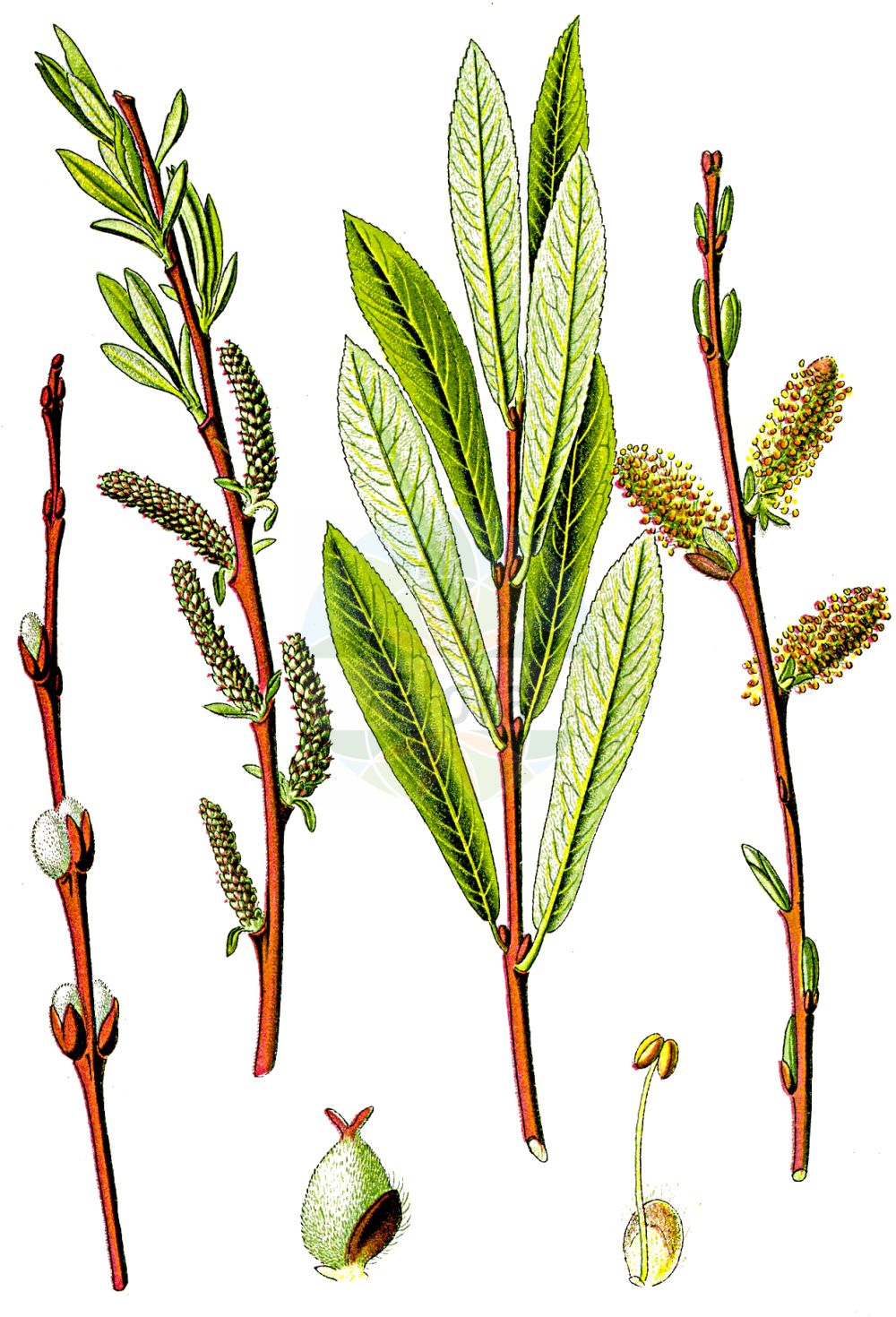 Salix purpurea - Salicaceae,Plantae,Pteridobiotina,Angiosperms,Malpighiales,Salicaceae,Salix,Salix purpurea,Knafia helix, Knafia purpurea, Salix caesifolia, Salix carniolica, Salix helix, Salix helix, Salix monandra, Salix monandra var. sericea, Salix monandra var. subverticillata, Salix multiformis, Salix mutabilis, Salix olivacea, Salix oppositifolia, Salix pontederana, Salix purpurea f. eriantha, Salix purpurea f. furcata, Salix purpurea f. sericea, Salix purpurea f. styligera, Salix tenuis, Vetrix purpurea, Vetrix sicula,Purpur-Weide;Gewöhnliche Purpur-Weide;purple willow;basket willow;purple osier;bitter willow;purpleosier willow;Osier rouge;Saule pourpre;osier à une étamine;osier des tonneliers;saule de Lambert;saule grêle;saule pourpre nain;verdiau;sauce colorado;mimbrera;mimbrera purpúrea;mimbrera roja;saciña;saciño;sarga colorada;sarga fina;sargatilla fina;sargatillo;sauce amargo;sauce rojo;Salice rosso;salicella;bittere wilg;salgueiro-de-casca-roxa;vime-vermelho;ива пурпурная;ива пурпурная грацилис;erguvani söğüt;shelg;saulic;planinska vrba;rödvide;purpur-pil;wierzba purpurowa;wiklina;rdeča vrba;csigolyafűz;vrba nachová;răchita roșie;vŕba purpurová;верба пурпурова;ракита;червена върба;punapaju;rødpil;punapaju;purpura kārkls;purpurinis karklas;ιτιά πορφυρά