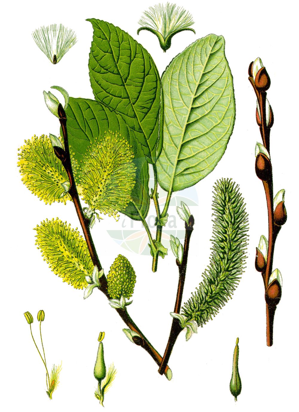 Salix caprea - Salicaceae,Plantae,Pteridobiotina,Angiosperms,Malpighiales,Salicaceae,Salix,Salix caprea,Capraea vulgaris, Nectopix caprea, Salix aurigerana, Salix bakko, Salix caprea f. elongata, Salix caprea f. subglabra, Salix caprea subsp. hultenii, Salix caprea var. lanatifolia, Salix caprea var. pendula, Salix coaetanea, Salix hallisanensis, Salix hallisanensis f. elongata, Salix hultenii, Salix hultenii f. angustifolia, Salix hultenii var. angustifolia, Salix ishidoyana, Salix lanata, Salix proteifolia, Salix raddeana var. subglabra, Salix sphacelata, Salix tomentosa, Salix tomentosa var. androgyna, Salix tomentosa var. macrophylla, Salix tomentosa var. rotundifolia, Salix tomentosa var. tenuifolia, Salix tomentosa var. ternata, Salix ulmifolia,Sal-Weide;goat willow;hoary willow;common sallow;great sallow;palm willow;pussy willow;Saule des chèvres;Saule marsault;marsault;saule mâle;bonnade;boursault;civette;gévrine;marsaule;osier cendré;petit marceau;saule cendré;saule gris;vorde;sauce cabruna;salce blanco;sauce cabruno;zargatillo;Salice delle capre;salicone;salica;salice caprino;salcio caprino;salcio delle capre;waterwilg;boswilg;salgueiro-cabuxo;бредина;ива козья;sorgun;shelg;gatsaule;iva;vrba iva;vanlig sälg;sälg;selje-pil;wierzba iwa;iva;kecskefűz;vrba jíva;salcie capreasca;vŕba rakyta;верба козяча;ива;козя върба;selje;raita;selja;huáng huā liǔ;黄花柳