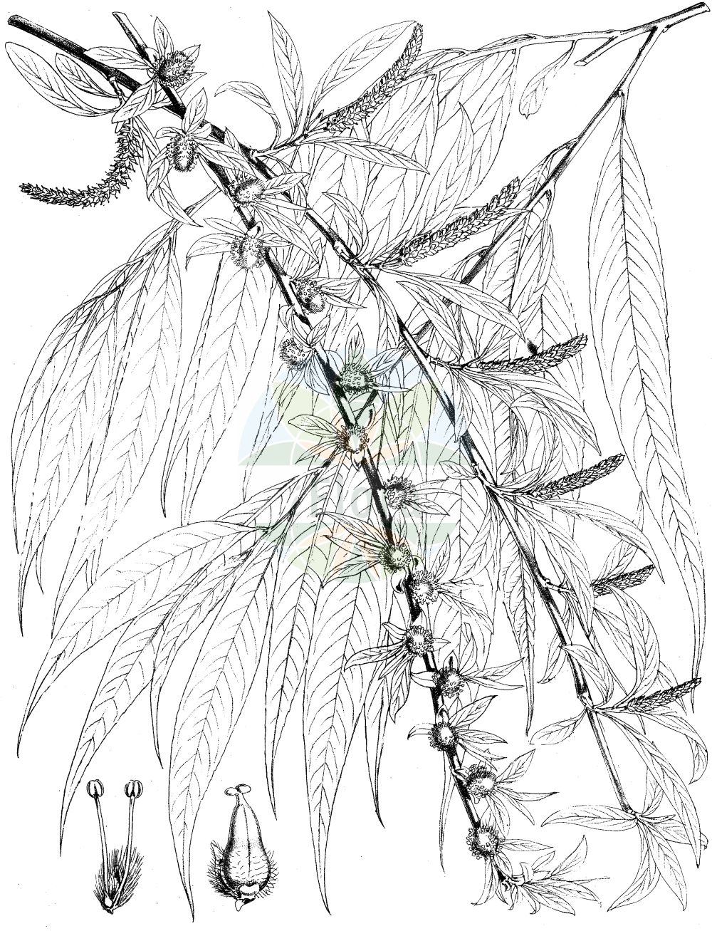 Salix babylonica - Salicaceae,Plantae,Pteridobiotina,Angiosperms,Malpighiales,Salicaceae,Salix,Salix babylonica,Ficus salix, Salix annularis, Salix babylonica f. seiko, Salix babylonica f. villosa, Salix babylonica var. babylonica, Salix babylonica var. glandulipilosa, Salix babylonica var. lavallei, Salix babylonica var. szechuanica, Salix cantoniensis, Salix capitata, Salix chinensis, Salix dependens, Salix jeholensis, Salix jishiensis, Salix lasiogyne, Salix lenta, Salix matsudana, Salix matsudana f. tortuosa, Salix matsudana var. anshanensis, Salix matsudana var. pseudomatsudana, Salix matsudana var. tortuosa, Salix napoleonis, Salix neolasiogyne, Salix ohsidare, Salix pendula, Salix pendula, Salix pingliensis, Salix pseudogilgiana, Salix pseudolasiogyne, Salix pseudomatsudana, Salix subfragilis, Salix yuhkii,Trauer-Weide;Chinesische Hänge-Weide;Babylonische Trauer-Weide;Echte Trauerweide;Korkenzieher-Weide;weeping willow;babylon willow;peking willow;Saule pleureur;saule de Babylone;saule de Pékin;saule parasol;saule tortueux;juncia;sauce de Matsuda;llorón;sauce de Babilonia;sauce llorón;salice piangente;salice di Pechino;salice babilonese;treurwilg;chorão;salgueiro-chorão;ива вавилонская;ива китайская;salkım söğüt;shelg;desmai;žalosna vrba;tårpil;tårepil;wierzba babilońska;shidare-yanagi;unryû-yanagi;シダレヤナギ;ウンルュウヤナギ;vrba žalujka;babiloni szomorúfűz;spirálfűz;vrba babylónská;vrba Matsudova;vrba pekingská;vŕba babylonská;верба вавілонська;плачеща върба;tårepil;itkusalava;chuí liǔ;hàn liǔ;垂柳;旱柳