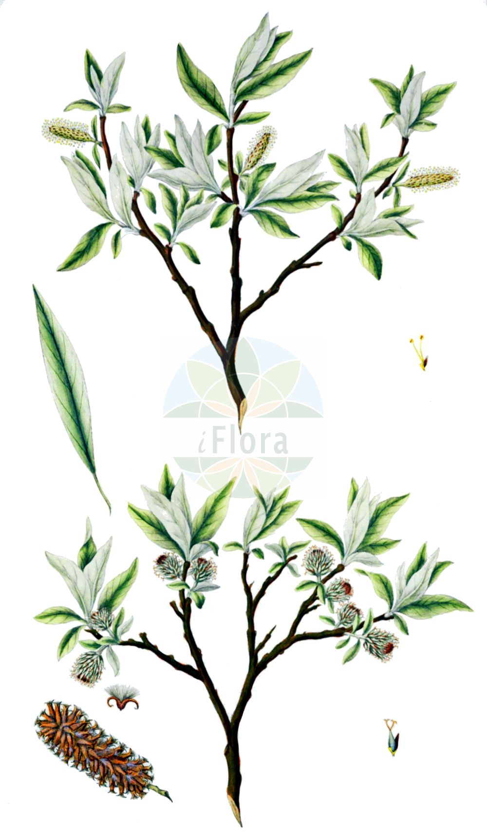Salix lapponum - Salicaceae,Plantae,Pteridobiotina,Angiosperms,Malpighiales,Salicaceae,Salix,Salix lapponum,Diplima stuartiana, Salix alaternoides, Salix arenaria var. marrubiifolia, Salix ceretana, Salix daphneola, Salix elaeagnifolia, Salix helvetica subsp. marrubiifolia, Salix lapponum var. daphneola, Salix lapponum var. marrubiifolia, Salix marrubiifolia, Salix stuartiana, Salix sudetica,Lappländische Weide;downy willow;saule des Lappons;sauce lapón;ива лапландская;ива лопарская;salenca lapónica;lappvide;Laplands-pil;wierzba lapońska;lapp fűz;vrba laponská;vŕba laponská;верба лапландська;лапландска върба;lapi paju;lapzemes kārlks;lappvier;pohjanpaju;лапланска врба;laplandinis karklas