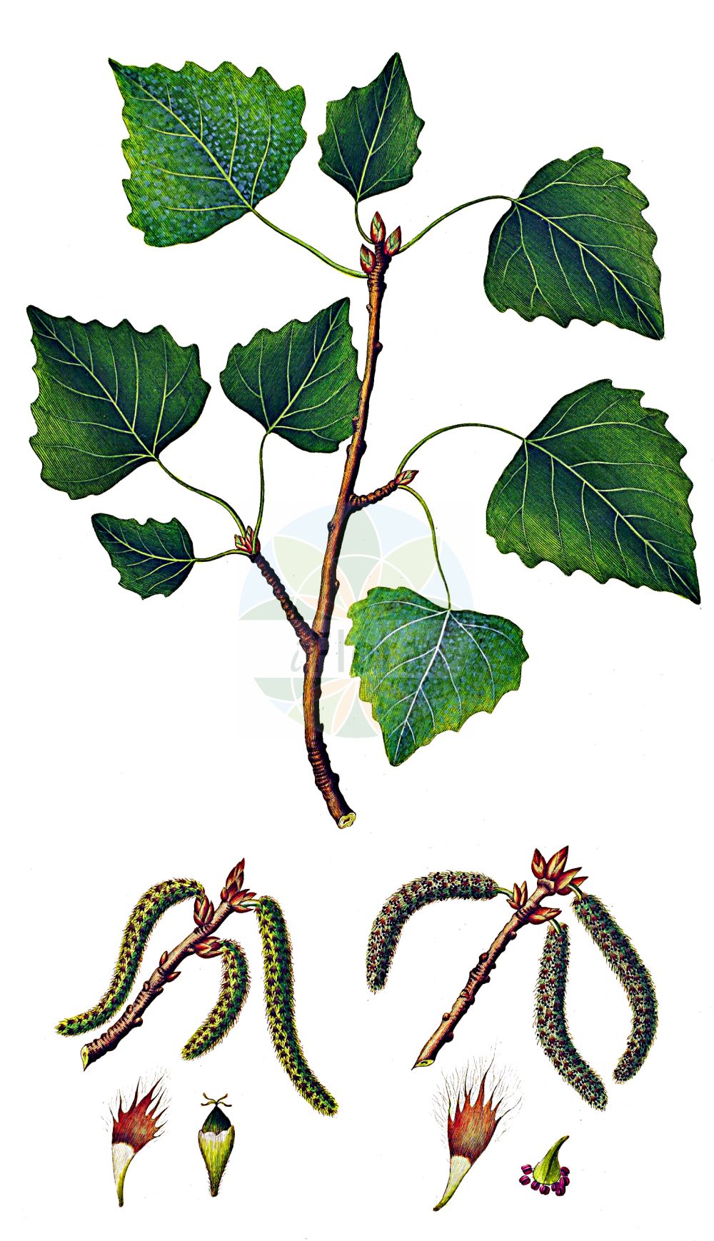 Populus - Salicaceae,Biota,Plantae,Pteridobiotina,Tracheophyta,Magnoliopsida,Malpighiales,Salicaceae,Populus,Aigiros, Balsamiflua, Leuce, Monilistus, Octima, Tacamahaca, Tremula, Tsavo, Turanga