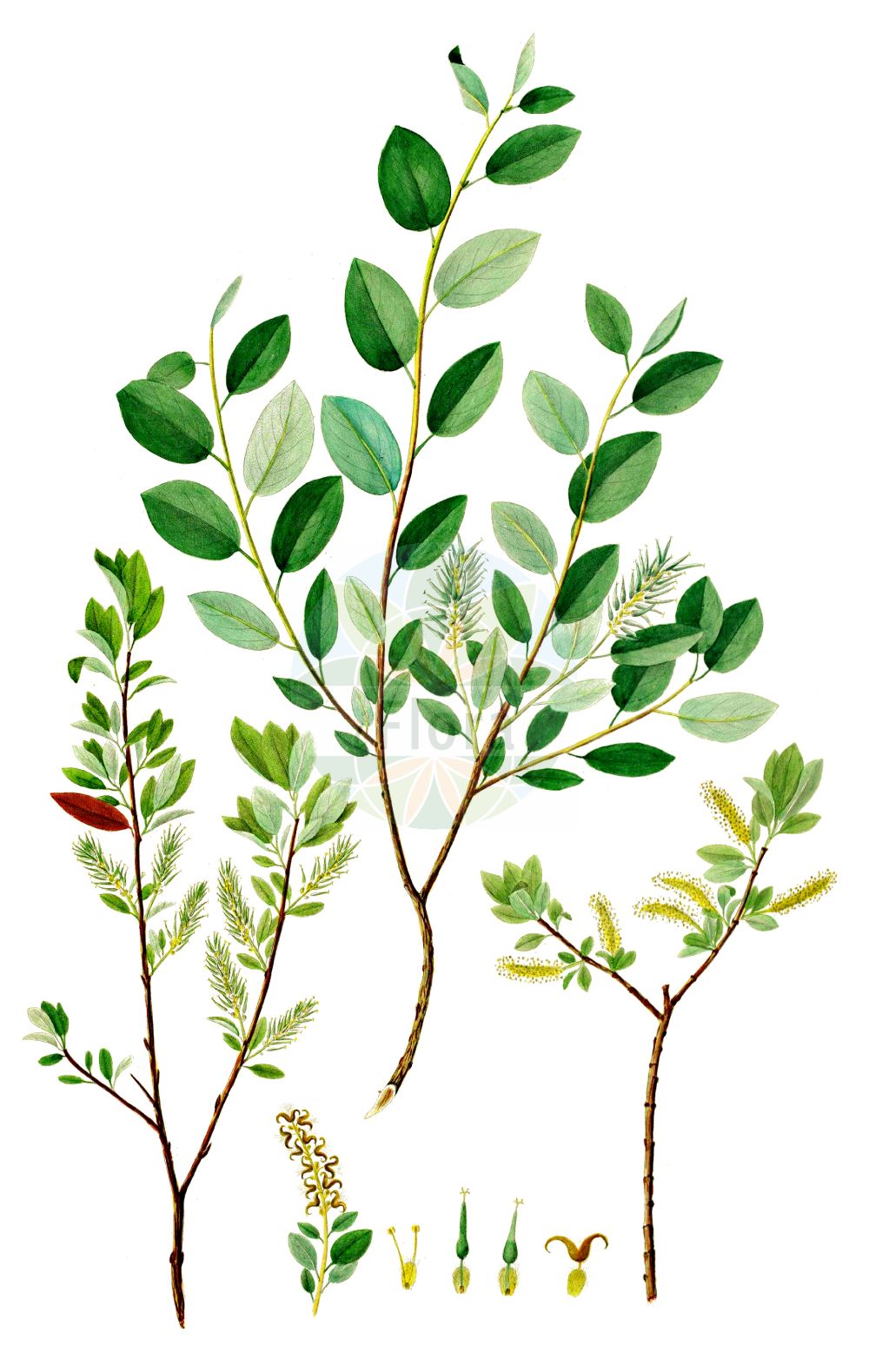Salix myrtilloides - Salicaceae,Plantae,Pteridobiotina,Angiosperms,Malpighiales,Salicaceae,Salix,Salix myrtilloides,Salix fusca, Salix lenensis, Salix myrtilloides var. myrtilloides,Heidelbeer-Weide;Heidelbeerblättrige Weide;swamp willow;bog willow;myrtle-leaved willow;Saule à feuilles de myrtille;saule fausse-myrtille;Salice mirtilloide;ива черниковидная;ива черниколистная;ива черничная;odonvide;blåbærpil;wierzba borówkolistna;vrba borůvkovitá;vŕba čučoriedkovitá;верба чорнична;muslikpaju;mellenāju kārkls;blokkevier;juolukkapaju;melynialapis karklas