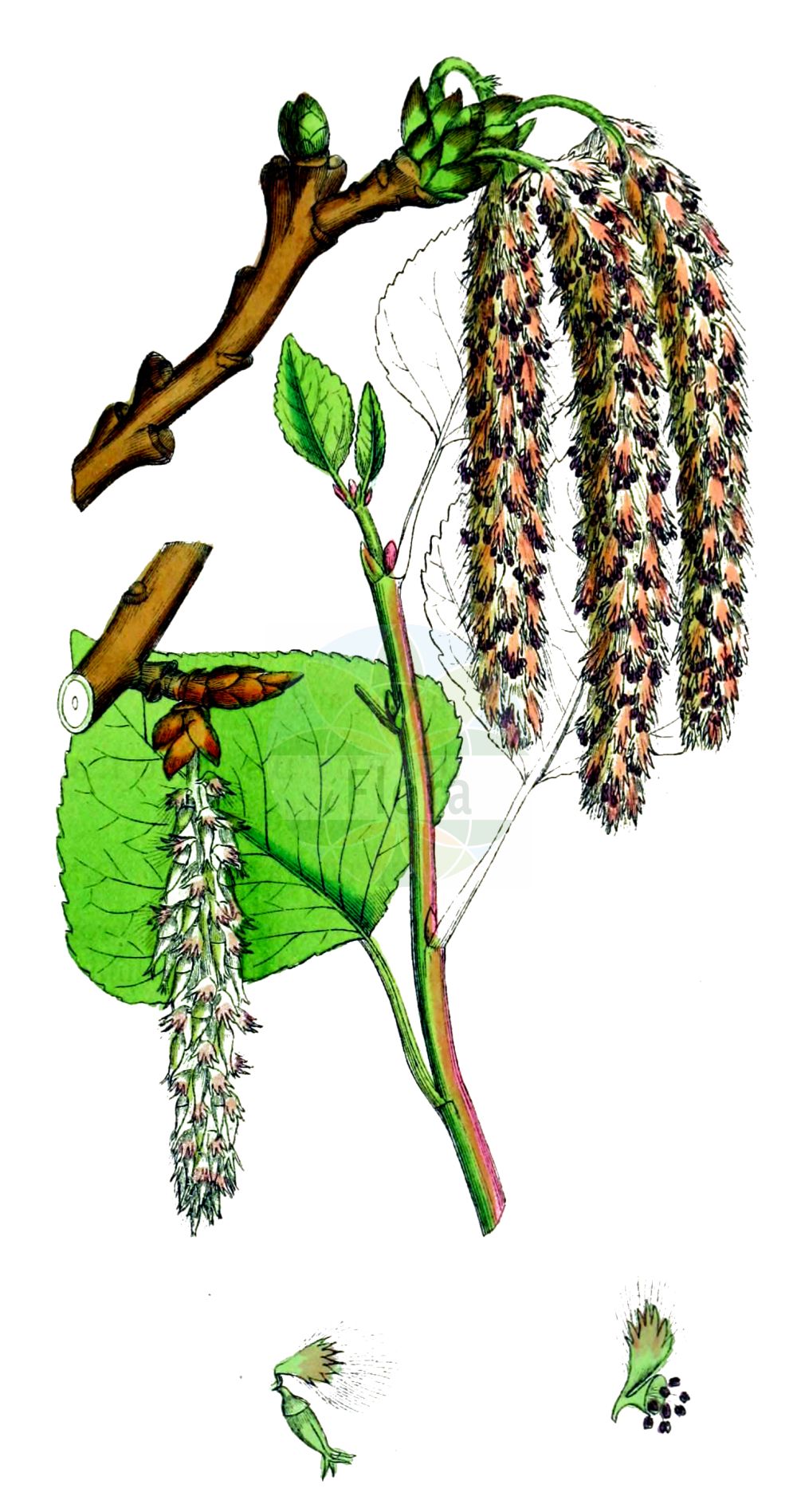 Populus nigra - Salicaceae,Plantae,Pteridobiotina,Angiosperms,Malpighiales,Salicaceae,Populus,Populus nigra,Aigiros nigra, Populus caudina, Populus dilatata, Populus fastigiata var. plantierensis, Populus flexibilis, Populus italica, Populus neapolitana, Populus nigra subsp. flexibilis, Populus nigra subsp. pyramidalis, Populus nigra var. caudina, Populus nigra var. elegans, Populus nigra var. italica, Populus nigra var. neapolitana, Populus nigra var. nigra, Populus nigra var. thevestina, Populus pyramidalis, Populus sosnowskyi, Populus thevestina,Schwarz-Pappel;Sarbaum;Birkenblättrige Schwarzpappel;lombardy-poplars;black-poplar;lombardy poplar;Peuplier noir;peuplier franc;peuplier noir à feuilles de bouleau;liard;bioulasse;liardier;peuplier de Naples;peuplier suisse;piboule;alamo negro;álamo negro;chopo;chopo de hoja de abedul;chopo mosquitero;chopo negro;negrillo;pobo;Pioppo nero;pioppo nero a foglie di betulla;welriekend viooltje;zwarte populier;álamo;álamo-negro;álemo;almo;amieiro-preto;choupo-negro;осокорь;тополь черный;kara kavak;plep;pollancre;pòpul;kanadska topola;svartpoppel;welriekende lathyrus;sortpoppel;sokora;topola czarna;topola nadwiślańska;seiyo-kako-yanagi;セイヨカコヤナギ;popura;ポプラ;črni topo;črni topol;fekete nyár;topol černý;plop negru;topoľ čierny;тополя чорна;черна топола;svartpoppel;mustapoppeli;белокори јаблан;кавак;καβάκι;λεύκα;λεύκη μέλαινα;hēi yáng;黑杨