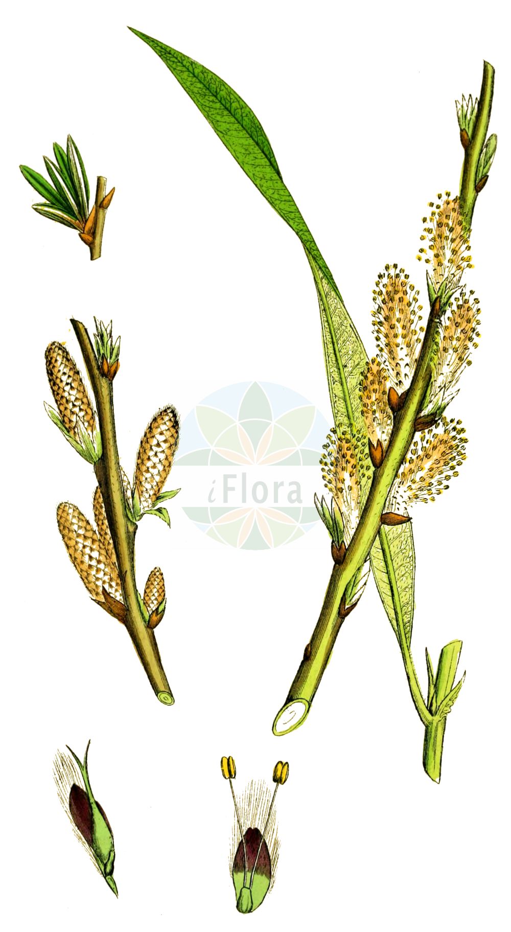 Salix viminalis - Salicaceae,Plantae,Pteridobiotina,Angiosperms,Malpighiales,Salicaceae,Salix,Salix viminalis,Diplima viminalis, Salix linearis, Salix longifolia, Salix polia, Salix rossica, Salix rufescens, Salix russica, Salix serotina, Salix splendens, Salix strobilacea, Salix veriviminalis, Salix viminalis subsp. veriviminalis, Salix viminalis var. semiviminalis, Salix viminalis var. strobilacea, Salix virescens,Korb-Weide;osier;basket willow;silky osier;common osier;french osier;osier willow;twiggy willow;Osier blanc;Saule des vanniers;hollandine;osier des îles;osier vert;saule à longues feuilles;mimbrera;sauce mimbre;mimbre común;Salice da vimini;Vetrice;Vimine;salice viminale;brillo;vinco;katwilg;salgueiro-francês;vima;vimeiro-branco;vimeiro-do-norte;vimeiro-fêmea;vimeiro-francês;ива Гмелина;ива корзиночная;ива лозная;ива настоящая прутовидная;ива прутовидная;ива русская;sepetçi söğütü;shelg;salze viminal;bijela topola;korgvide;båndpil;wierzba wiciowa;witwa;beka;kosárfonó fűz;vrba košíkářská;mlajă;vŕba košikárska;верба прутовидна;кошеичарска върба;korvipąju;vitspąju;klūdziņu kārkls;kurvpil;koripaju;беква;žilvitis;tù lán liǔ;吐兰柳