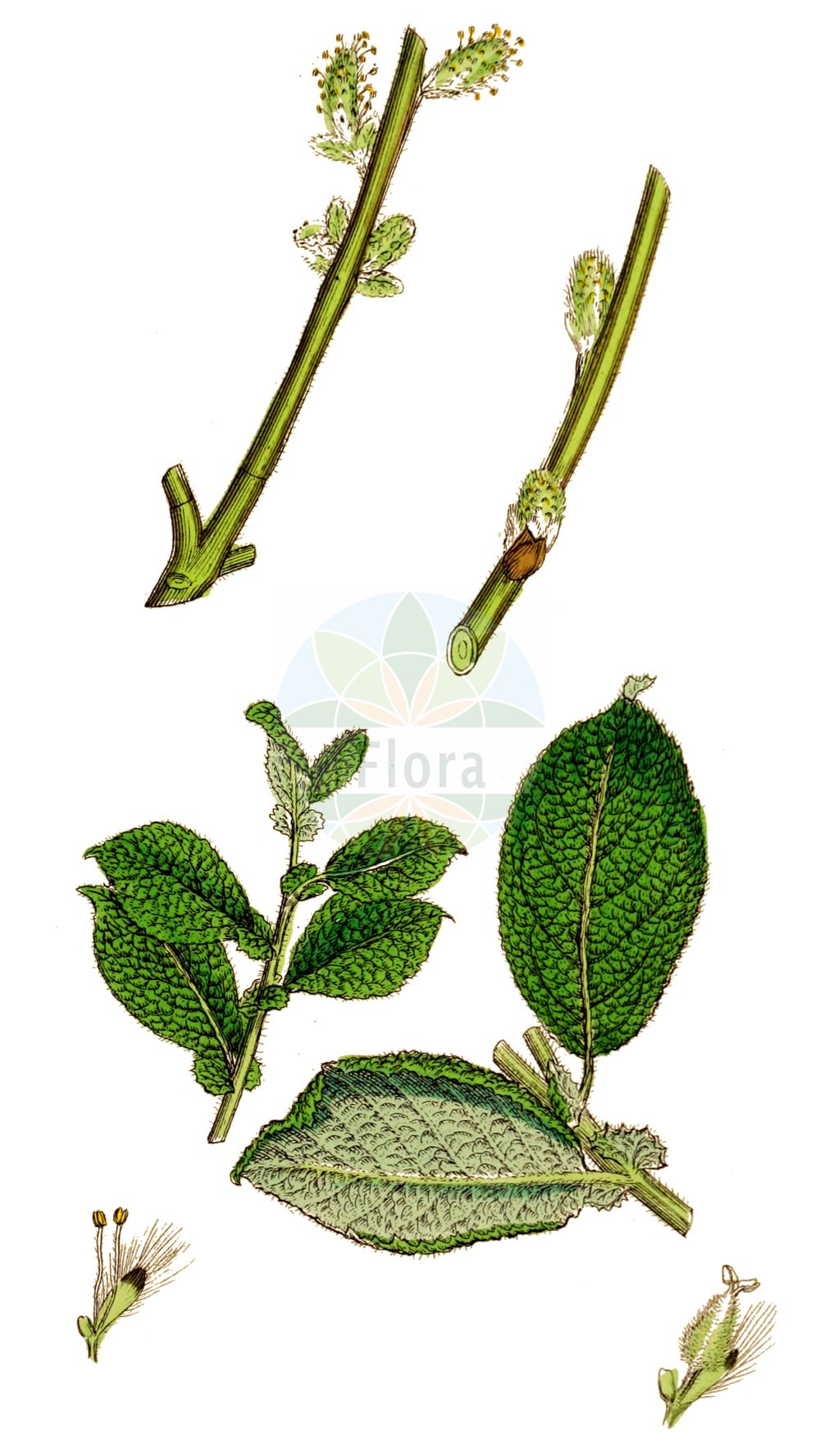 Salix aurita - Salicaceae,Plantae,Pteridobiotina,Angiosperms,Malpighiales,Salicaceae,Salix,Salix aurita,Salix spiraeaefolia, Salix ulmifolia, Usionis aurita, Usionis uliginosa,Ohr-Weide;eared willow;eared sallow;round-eared willow;Saule à oreillettes;petit marsault;sauce de orejuelas;Salice dorato;salice auricolare;salice a orecchiette;geoorde wilg;salgueiro-orelhudo;ива ушастая;vimassa;uhorkasta vrba;bindvide;øret pil;wierzba uszata;rakita;füles fűz;vrba ušatá;vŕba ušatá;верба вушката;уховиднолистна върба;kõrvpaju;ausainais kārkls;ørevier;virpapaju;уваста врба;ausytasis karklas