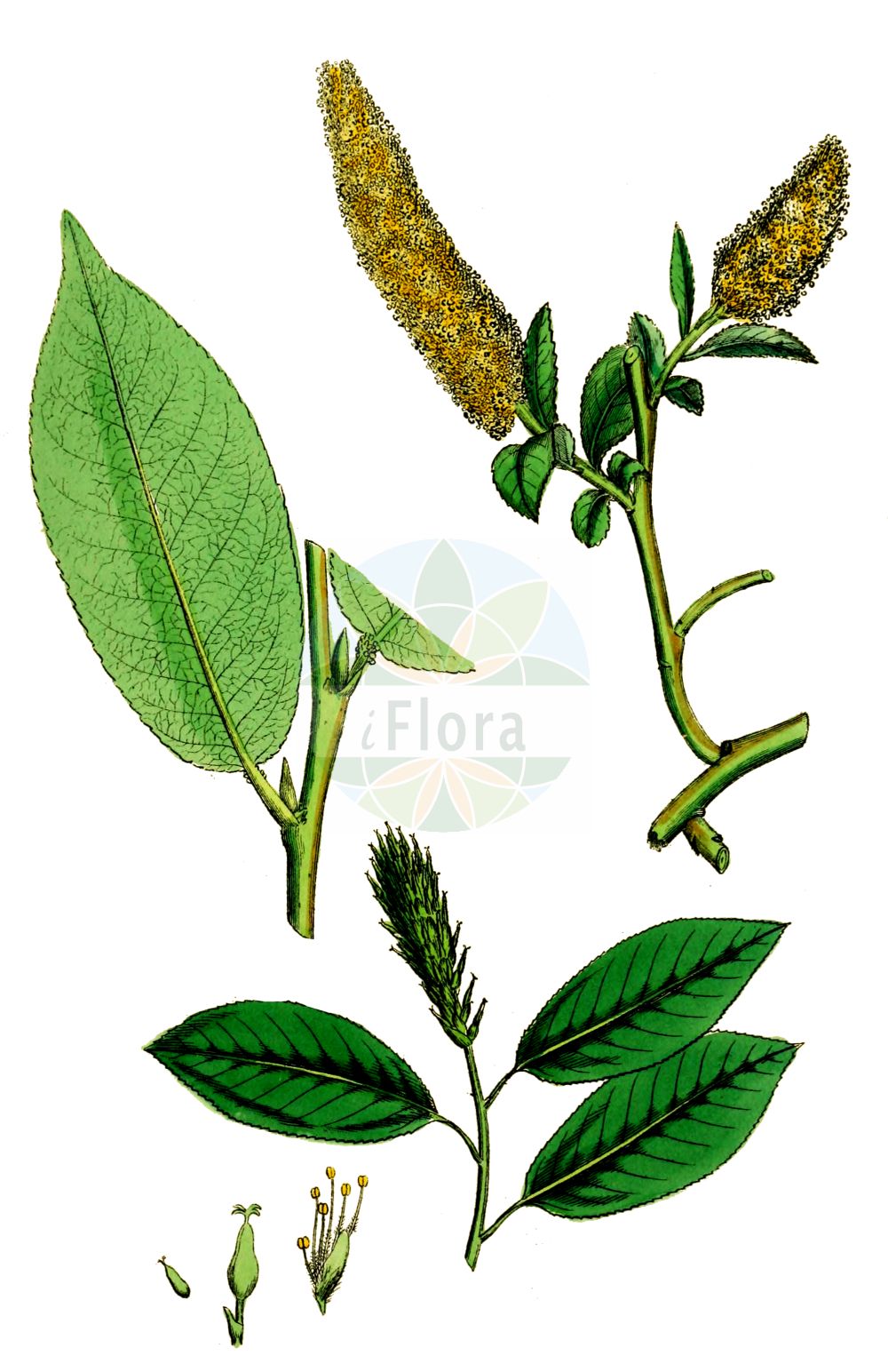 Salix pentandra - Salicaceae,Plantae,Pteridobiotina,Angiosperms,Malpighiales,Salicaceae,Salix,Salix pentandra,Amerina glandulosa, Lusekia laurina, Pleiarina pentandra, Salix burqinensis, Salix laurifolia, Salix pentandra var. pentandra, Salix pentandrifolia,Lorbeer-Weide;bay willow;bay-leaf willow;laurel willow;bay-leaved willow;Saule à cinq étamines;Saule laurier;saule odorant;sauce de cinco estambres;sauce laurifolio;Salice odoroso;salice laurino;laurierwilg;ива пятитычинковая;чернотал;soyurgan;shelg;salze pentandre;puzava vrba;jolster;fernhannet pil;wierzba laurowa;wierzba pięciopręcikowa;peteroprašniška vrba;babérfűz;vrba pětimužná;vŕba päťtyčinková;верба п'ятитичинкова;петтичинкова върба;raudremmelgas;šķetra;istervier;halava;gljávíðir;virbinis;virbis;wǔ ruǐ liǔ;五蕊柳