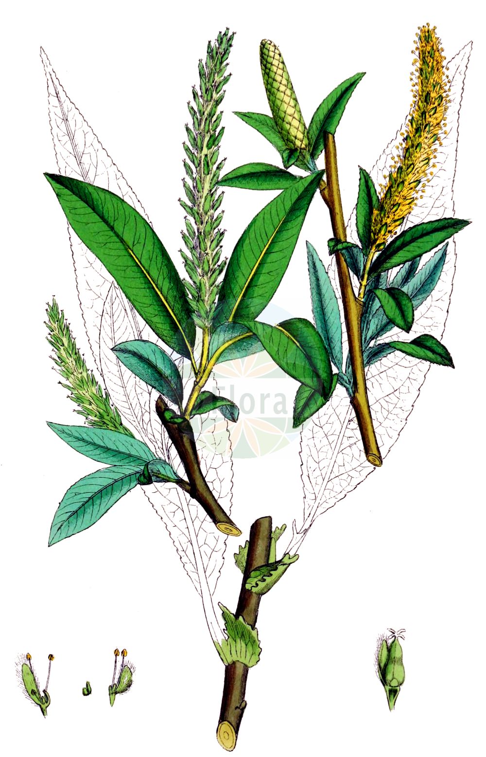 Salix euxina - Salicaceae,Plantae,Pteridobiotina,Angiosperms,Malpighiales,Salicaceae,Salix,Salix euxina,Salix fragilis var. capitata, Salix fragilis var. sphaerica, Salix fragilis var. viridis,Bruch-Weide;Knack-Weide;brittle willow;crack willow;hybrid crack willow;Saule fragile;saule cassant;mimbrera;Salice fragile;kraakwilg;knakwilg;vimeiro;ива эвксинская;biyareş;krhka vrba;knäckepil;törékeny fűz;vrba křehká;salcie plesnitoare;vŕba krehká;верба ламка;ιτιά