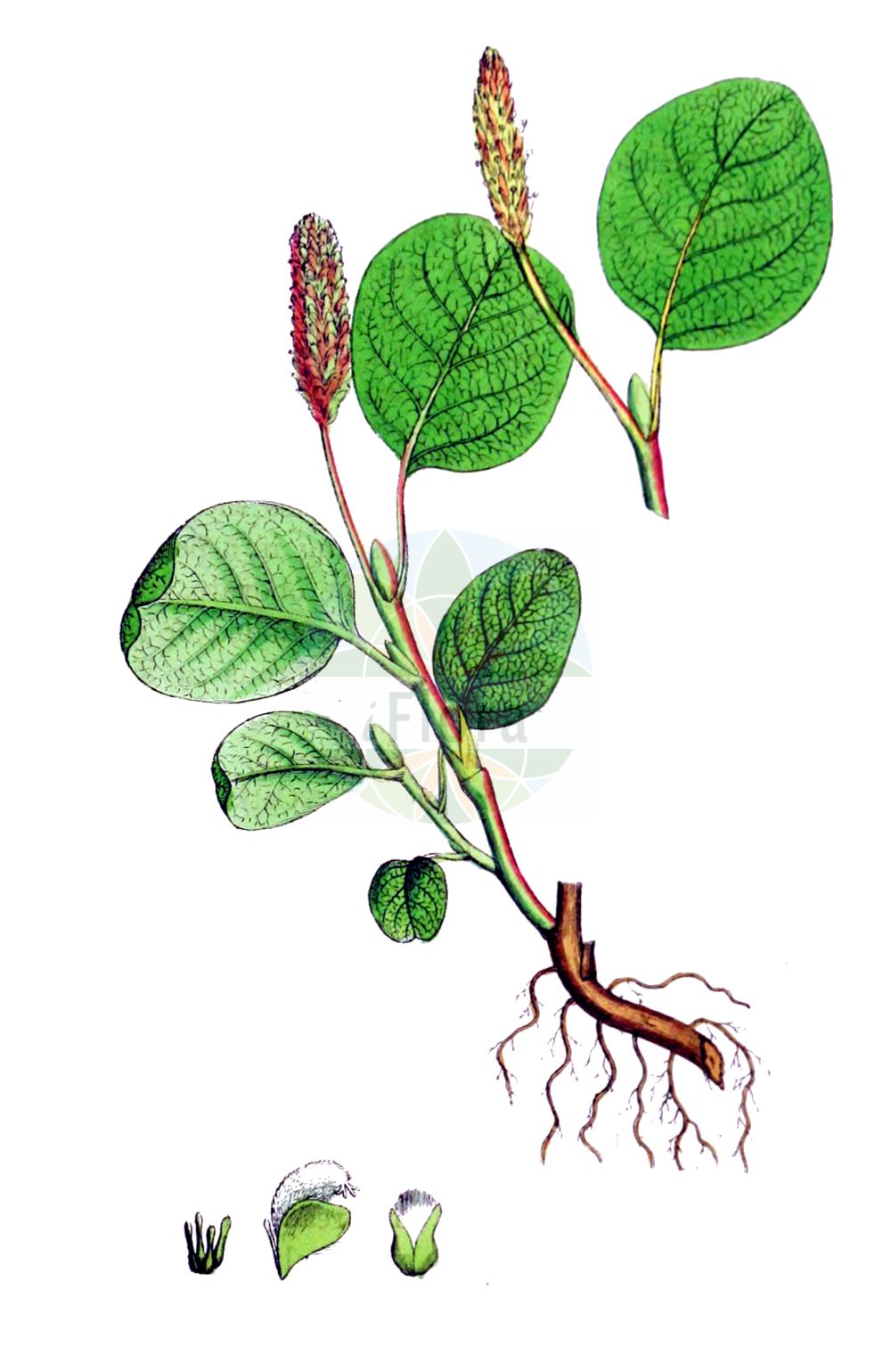 Salix reticulata - Salicaceae,Plantae,Pteridobiotina,Angiosperms,Malpighiales,Salicaceae,Salix,Salix reticulata,Chamitea reticulata, Nectusion reticulata, Oisodix reticulata, Salix orbicularis, Salix reticulata subsp. glabellicarpa, Salix reticulata subsp. orbicularis, Salix reticulata subsp. reticulata, Salix reticulata var. gigantifolia, Salix reticulata var. reticulata, Salix reticulata var. semicalva, Salix reticulata var. subrotunda,Netz-Weide;net-leaved willow;net-leaf willow;netted willow;reticulate willow;netleaf willow;Saule réticulé;saule à réseau;sauce reticulado;Salice reticulato;salice reticolato;ива сетчатая;shelg;salenca reticulada;nätvide;netpil;wierzba żyłkowana;mrežolistna vrba;salcie pitica;верба сітчаста;мрежолистна върба;rynkevier;verkkolehtipaju