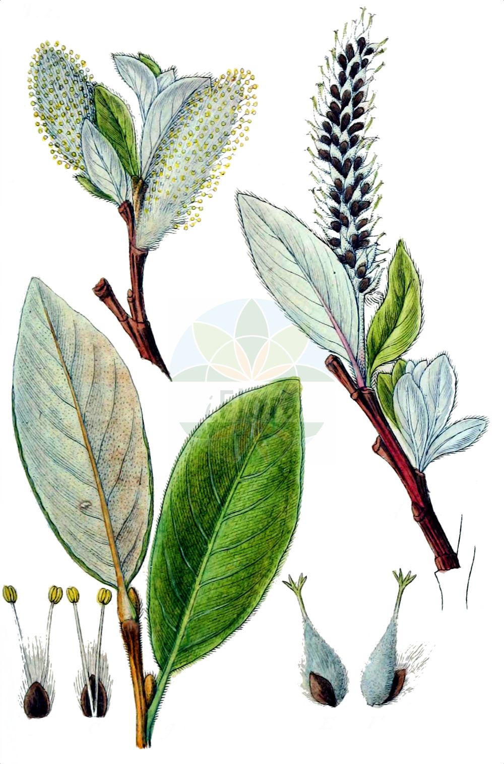 Salix helvetica - Salicaceae,Plantae,Pteridobiotina,Angiosperms,Malpighiales,Salicaceae,Salix,Salix helvetica,Salix gmeliniana, Salix nivea,Schweizer Weide;Saule de Suisse;saule helvétique;Salice elvetico;ива швейцарская;wierzba szwajcarska