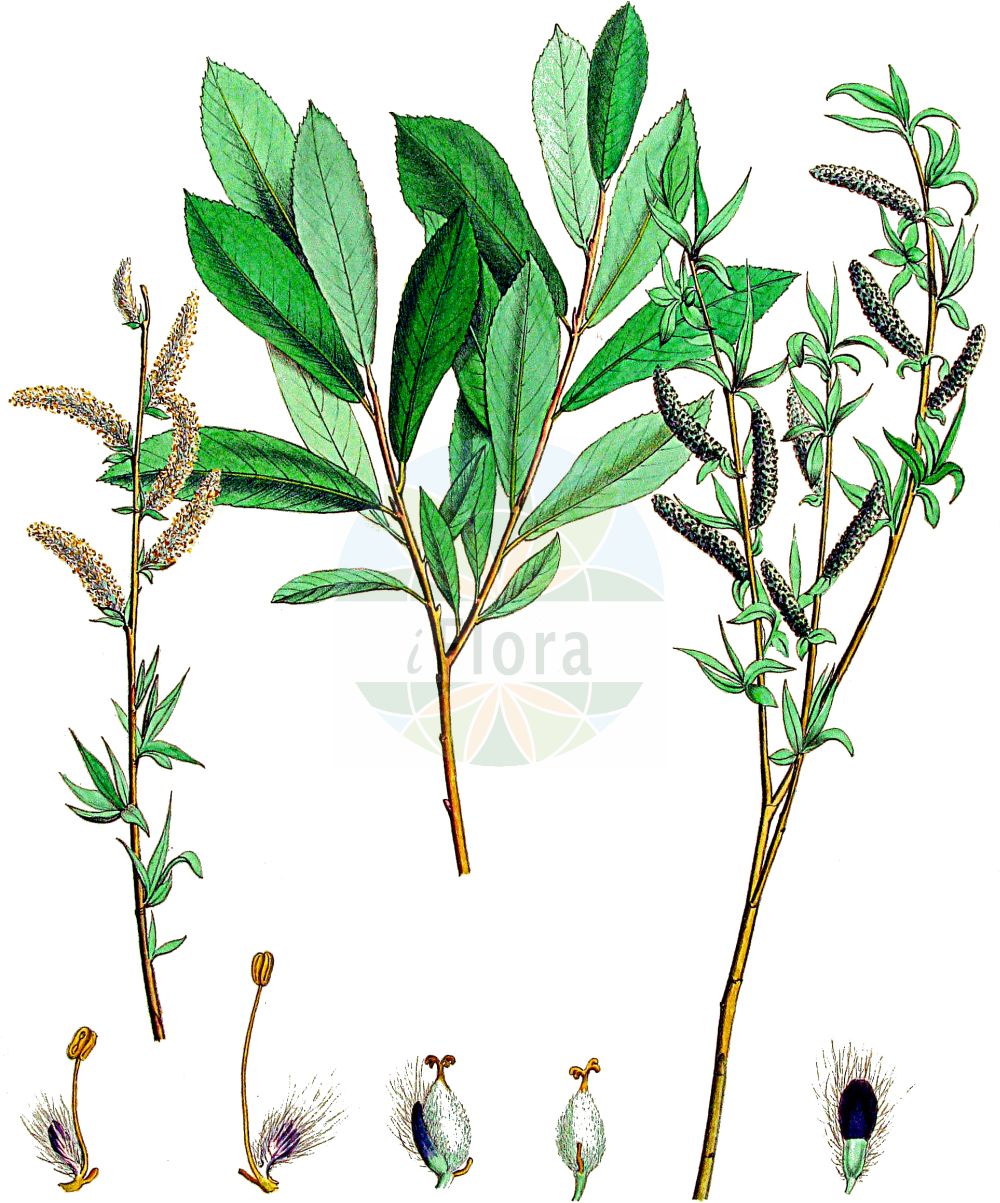 Salix purpurea - Salicaceae,Plantae,Pteridobiotina,Angiosperms,Malpighiales,Salicaceae,Salix,Salix purpurea,Knafia helix, Knafia purpurea, Salix caesifolia, Salix carniolica, Salix helix, Salix helix, Salix monandra, Salix monandra var. sericea, Salix monandra var. subverticillata, Salix multiformis, Salix mutabilis, Salix olivacea, Salix oppositifolia, Salix pontederana, Salix purpurea f. eriantha, Salix purpurea f. furcata, Salix purpurea f. sericea, Salix purpurea f. styligera, Salix tenuis, Vetrix purpurea, Vetrix sicula,Purpur-Weide;Gewöhnliche Purpur-Weide;purple willow;basket willow;purple osier;bitter willow;purpleosier willow;Osier rouge;Saule pourpre;osier à une étamine;osier des tonneliers;saule de Lambert;saule grêle;saule pourpre nain;verdiau;sauce colorado;mimbrera;mimbrera purpúrea;mimbrera roja;saciña;saciño;sarga colorada;sarga fina;sargatilla fina;sargatillo;sauce amargo;sauce rojo;Salice rosso;salicella;bittere wilg;salgueiro-de-casca-roxa;vime-vermelho;ива пурпурная;ива пурпурная грацилис;erguvani söğüt;shelg;saulic;planinska vrba;rödvide;purpur-pil;wierzba purpurowa;wiklina;rdeča vrba;csigolyafűz;vrba nachová;răchita roșie;vŕba purpurová;верба пурпурова;ракита;червена върба;punapaju;rødpil;punapaju;purpura kārkls;purpurinis karklas;ιτιά πορφυρά