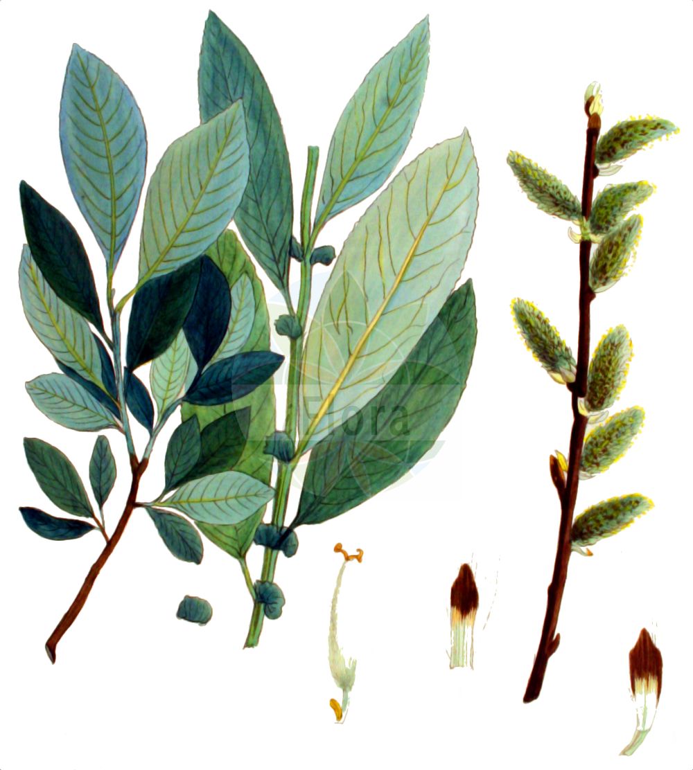 Salix hegetschweileri - Salicaceae,Plantae,Pteridobiotina,Angiosperms,Malpighiales,Salicaceae,Salix,Salix hegetschweileri,Salix bicolor subsp. rhaetica, Salix phylicifolia subsp. raetica, Salix phylicifolia var. rhaetica, Salix rhaetica,Hegetschweilers Weide;Hochtal-Weide;saule de Hegetschweiler;salice di Hegetschweiler