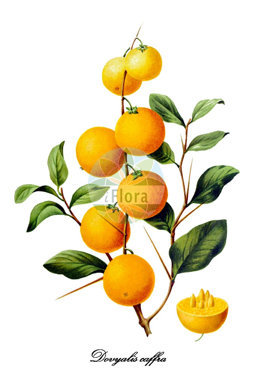 Dovyalis caffra - Salicaceae,Plantae,Pteridobiotina,Angiosperms,Malpighiales,Salicaceae,Dovyalis,Dovyalis caffra,Aberia caffra, Aberia edulis