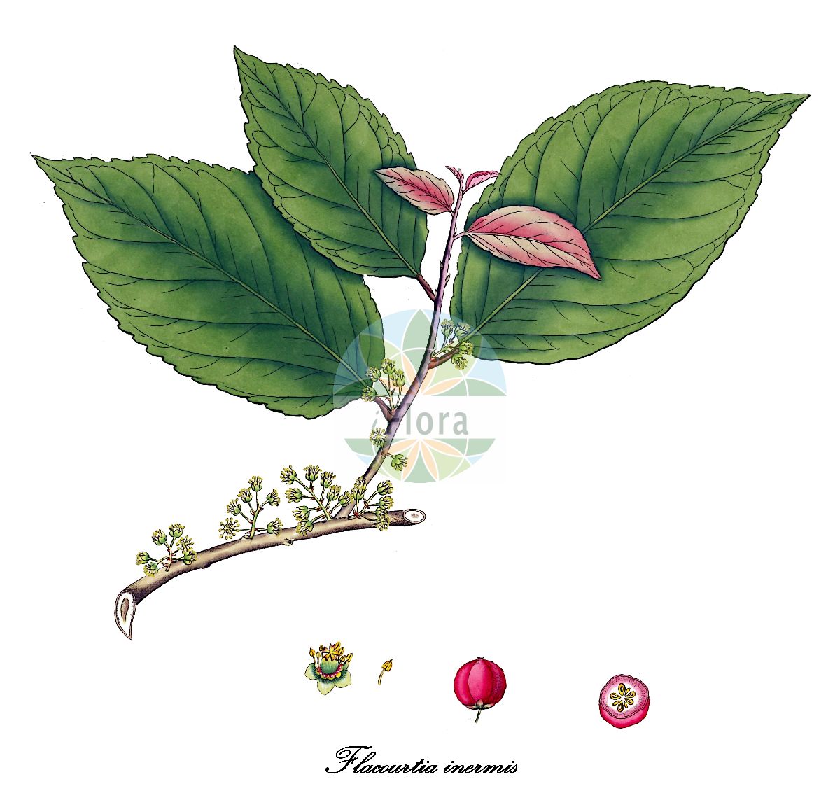 Flacourtia inermis - Salicaceae,Plantae,Pteridobiotina,Angiosperms,Malpighiales,Salicaceae,Flacourtia,Flacourtia inermis,Flacourtia quintuplinervis