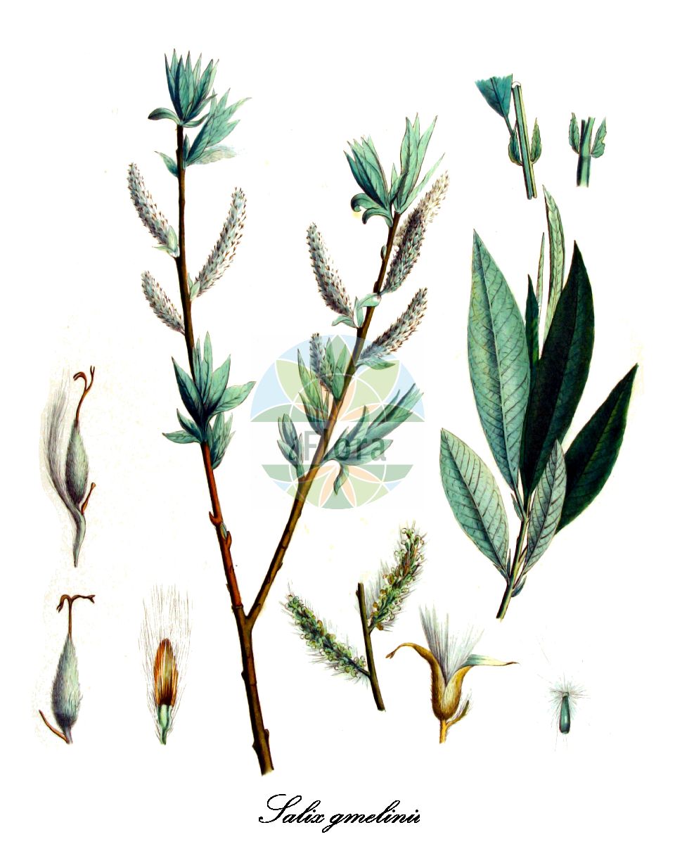 Salix gmelinii - Salicaceae,Plantae,Pteridobiotina,Angiosperms,Malpighiales,Salicaceae,Salix,Salix gmelinii,Diplima stipularis, Salix burjatica, Salix calodendron, Salix conformis, Salix dasyclados, Salix ferruginea, Salix holosericea, Salix jacutica, Salix longifolia, Salix macrostipulacea, Salix macrostipularis, Salix micheliana, Salix mollissima, Salix sericans, Salix smithiana, Salix stipularis,Filzast-Weide;Filzästige Weide;Kübler-Weide;Smith' Weide;Seidenblatt-Weide;Kübler-Weide;saule à rameaux tomenteux;duitse dot;ива шерстистопобеговая;sammetsvide;lådden pil;wierzba długokończysta;pikalehine paju;villainzaru kārkls;fløyelsvier;vannepaju;ilgalapis gluosnis;máozhī liǔ;毛枝柳