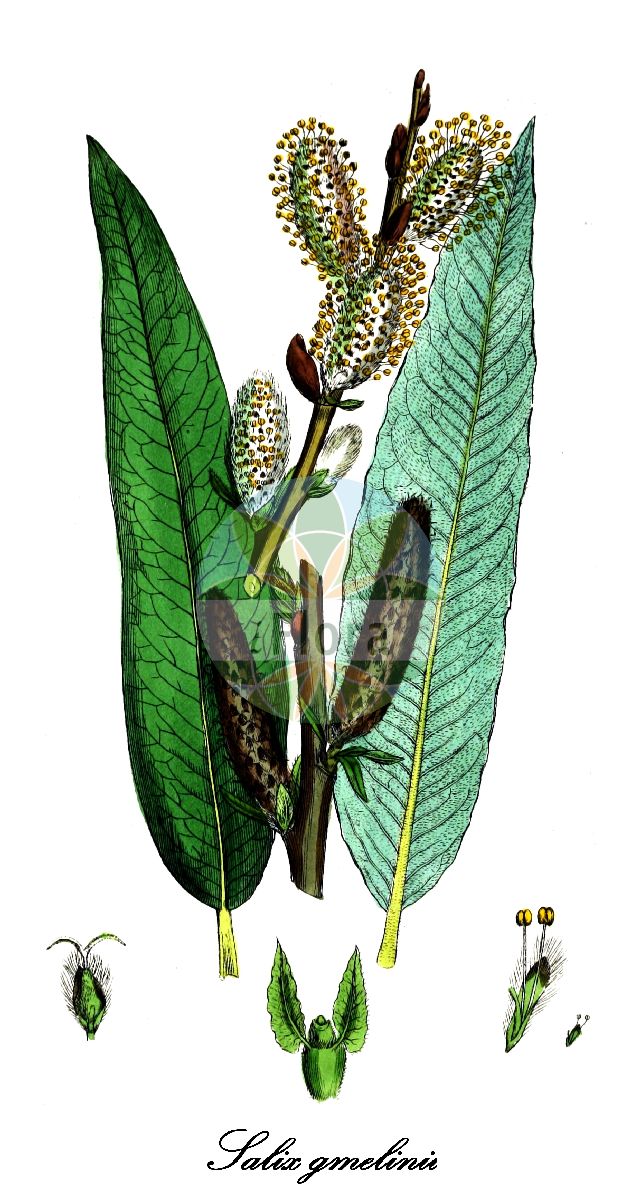 Salix gmelinii - Salicaceae,Plantae,Pteridobiotina,Angiosperms,Malpighiales,Salicaceae,Salix,Salix gmelinii,Diplima stipularis, Salix burjatica, Salix calodendron, Salix conformis, Salix dasyclados, Salix ferruginea, Salix holosericea, Salix jacutica, Salix longifolia, Salix macrostipulacea, Salix macrostipularis, Salix micheliana, Salix mollissima, Salix sericans, Salix smithiana, Salix stipularis,Filzast-Weide;Filzästige Weide;Kübler-Weide;Smith' Weide;Seidenblatt-Weide;Kübler-Weide;saule à rameaux tomenteux;duitse dot;ива шерстистопобеговая;sammetsvide;lådden pil;wierzba długokończysta;pikalehine paju;villainzaru kārkls;fløyelsvier;vannepaju;ilgalapis gluosnis;máozhī liǔ;毛枝柳
