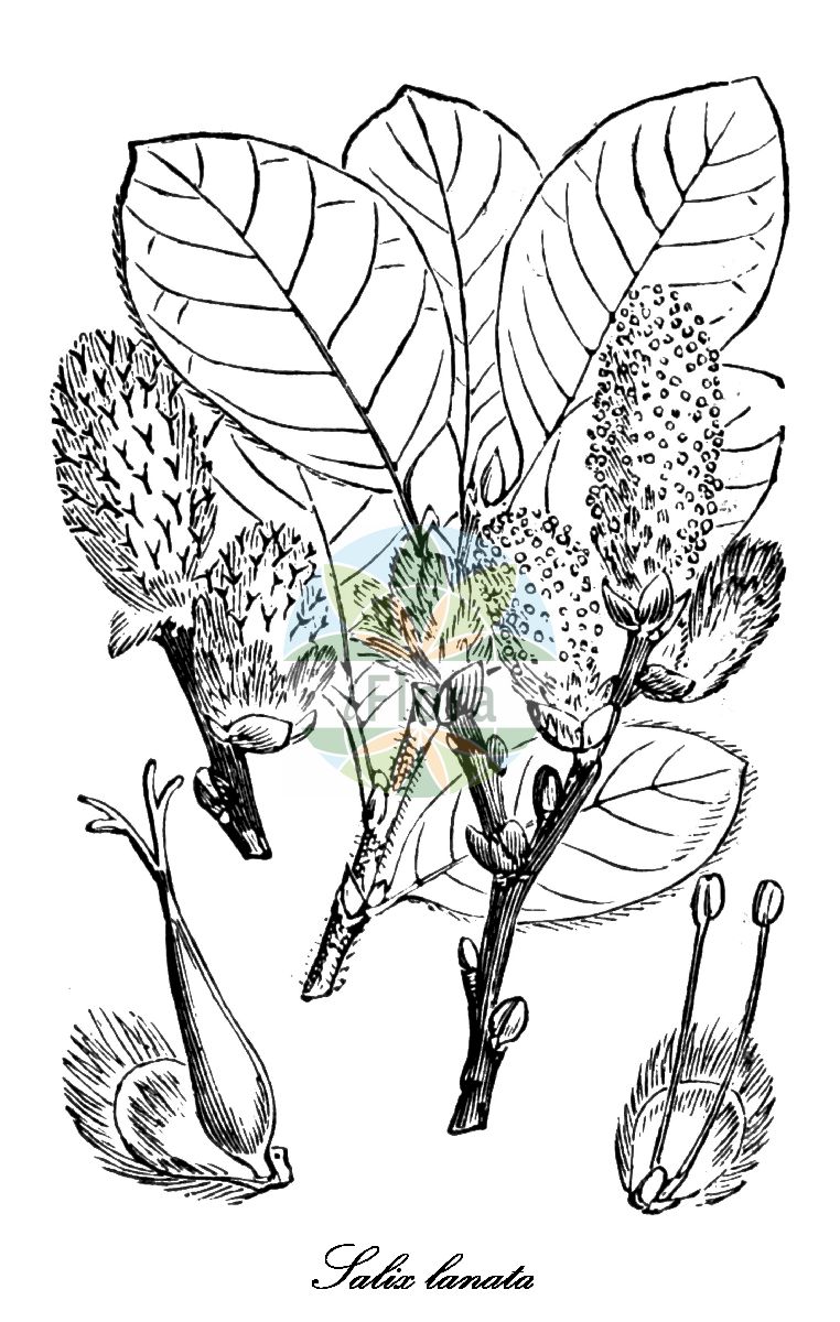 Salix lanata - Salicaceae,Plantae,Pteridobiotina,Angiosperms,Malpighiales,Salicaceae,Salix,Salix lanata,Diplima chrysantha, Salix chrysanthos, Salix depressa, Salix glandulifera, Salix lanata subsp. glandulifera, Salix lanuginosa,Drüsige Weide;woolly willow;saule laineux;wollige wilg;ива мохнатая;glandelvide;ullvide;kirtelpil;uldpil;wierzba wełnista;ullvier;villapaju;loðvíðir