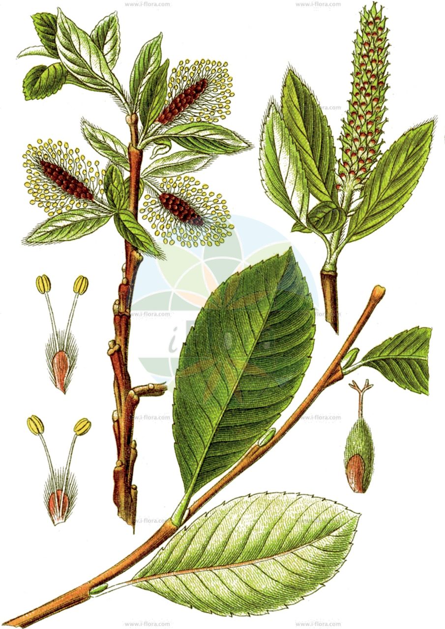 Salix glabra - Salicaceae,Plantae,Pteridobiotina,Angiosperms,Malpighiales,Salicaceae,Salix,Salix glabra,Salix coruscans, Salix wulfeniana,Kahle Weide;alpine willow;glabrous willow;hairless willow;Saule glabre;Salice glabro;glatka vrba;gola vrba;kopasz fűz;vrba švýcarská;vŕba švajčiarska