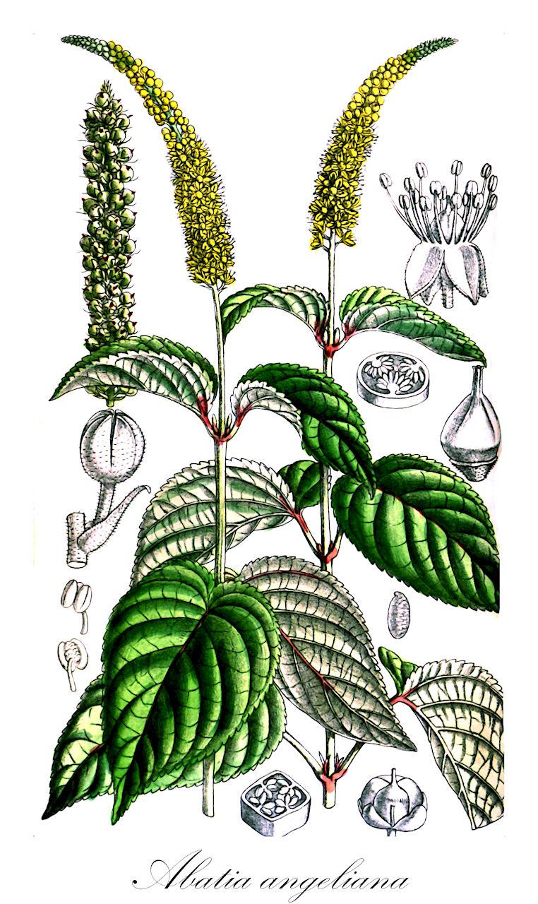 Abatia angeliana - Salicaceae,Plantae,Pteridobiotina,Angiosperms,Malpighiales,Salicaceae,Abatia,Abatia angeliana,Aphaerema spicata