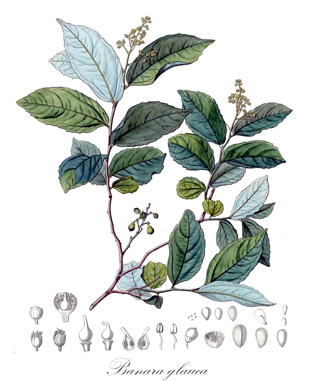 Banara glauca - Salicaceae,Plantae,Pteridobiotina,Angiosperms,Malpighiales,Salicaceae,Banara,Banara glauca,Kuhlia glauca