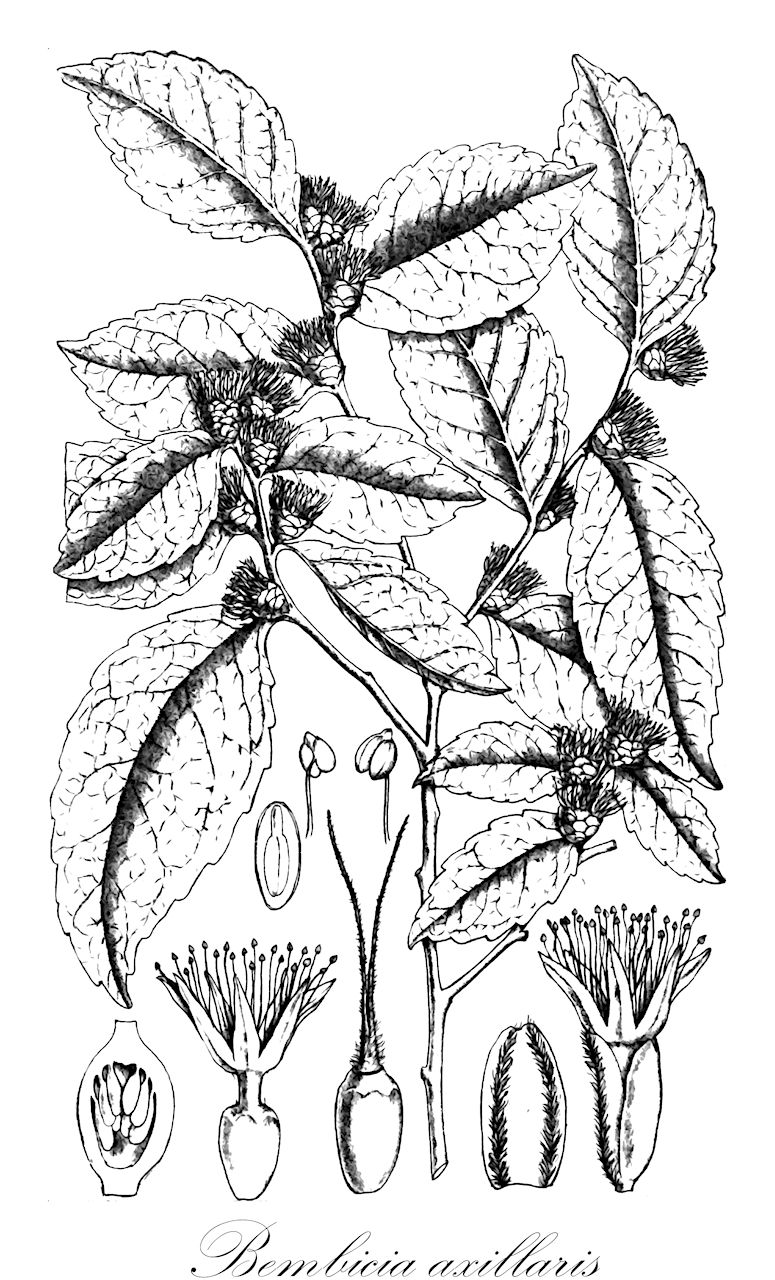 Bembicia axillaris - Salicaceae,Plantae,Pteridobiotina,Angiosperms,Malpighiales,Salicaceae,Bembicia,Bembicia axillaris