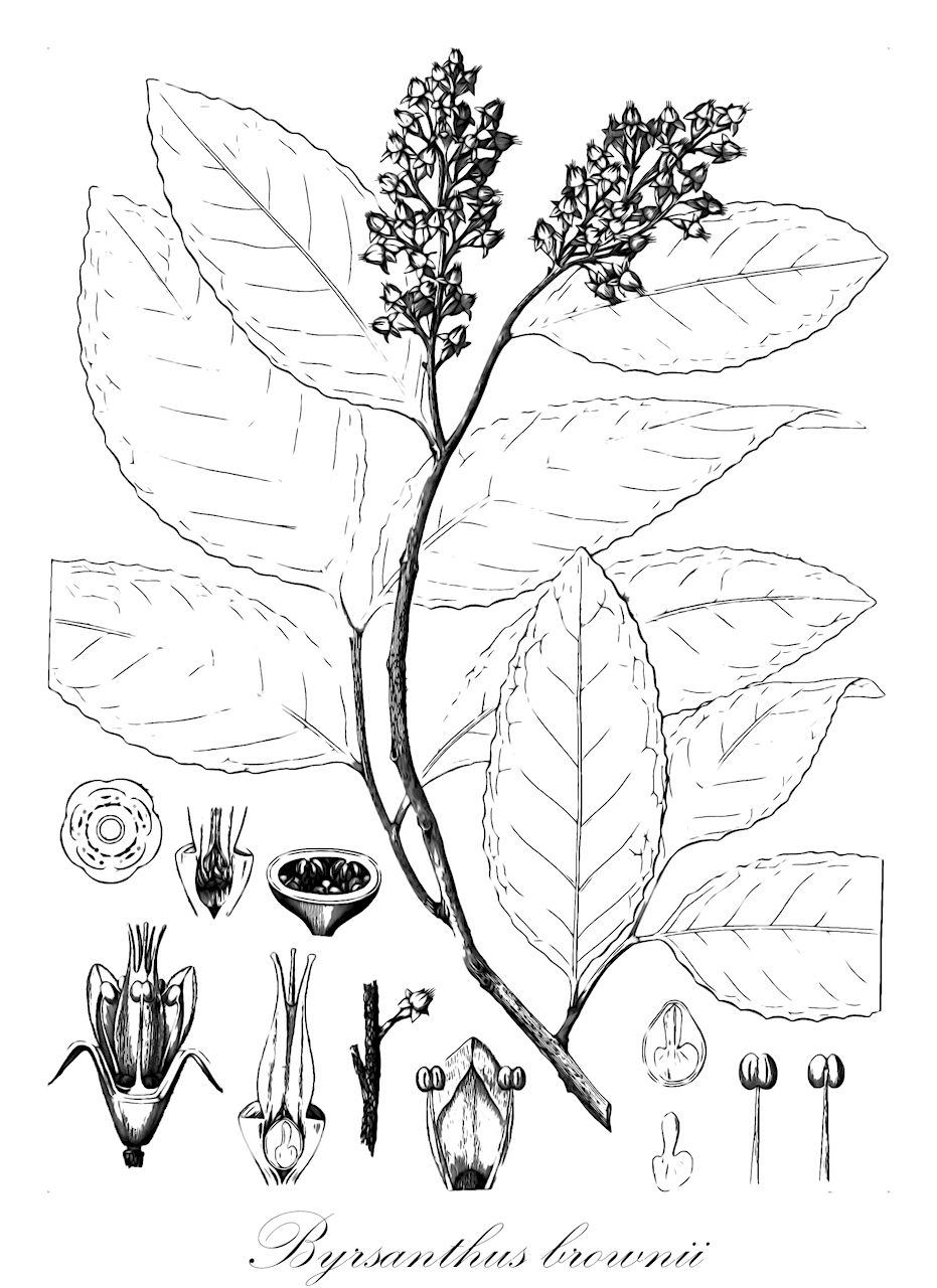 Byrsanthus brownii - Salicaceae,Plantae,Pteridobiotina,Angiosperms,Malpighiales,Salicaceae,Byrsanthus,Byrsanthus brownii,Anetia byrsanthus, Byrsanthus epigynus
