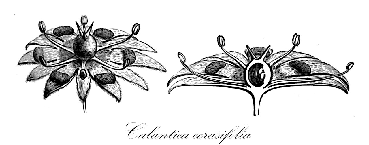 Calantica cerasifolia - Salicaceae,Plantae,Pteridobiotina,Angiosperms,Malpighiales,Salicaceae,Calantica,Calantica cerasifolia