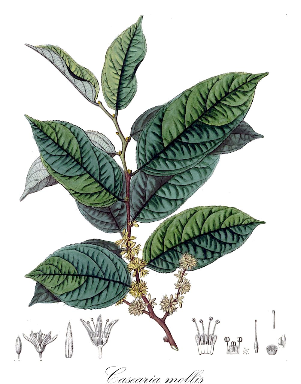 Casearia mollis - Salicaceae,Plantae,Pteridobiotina,Angiosperms,Malpighiales,Salicaceae,Casearia,Casearia mollis,Casearia mollipila, Lindleya mollis