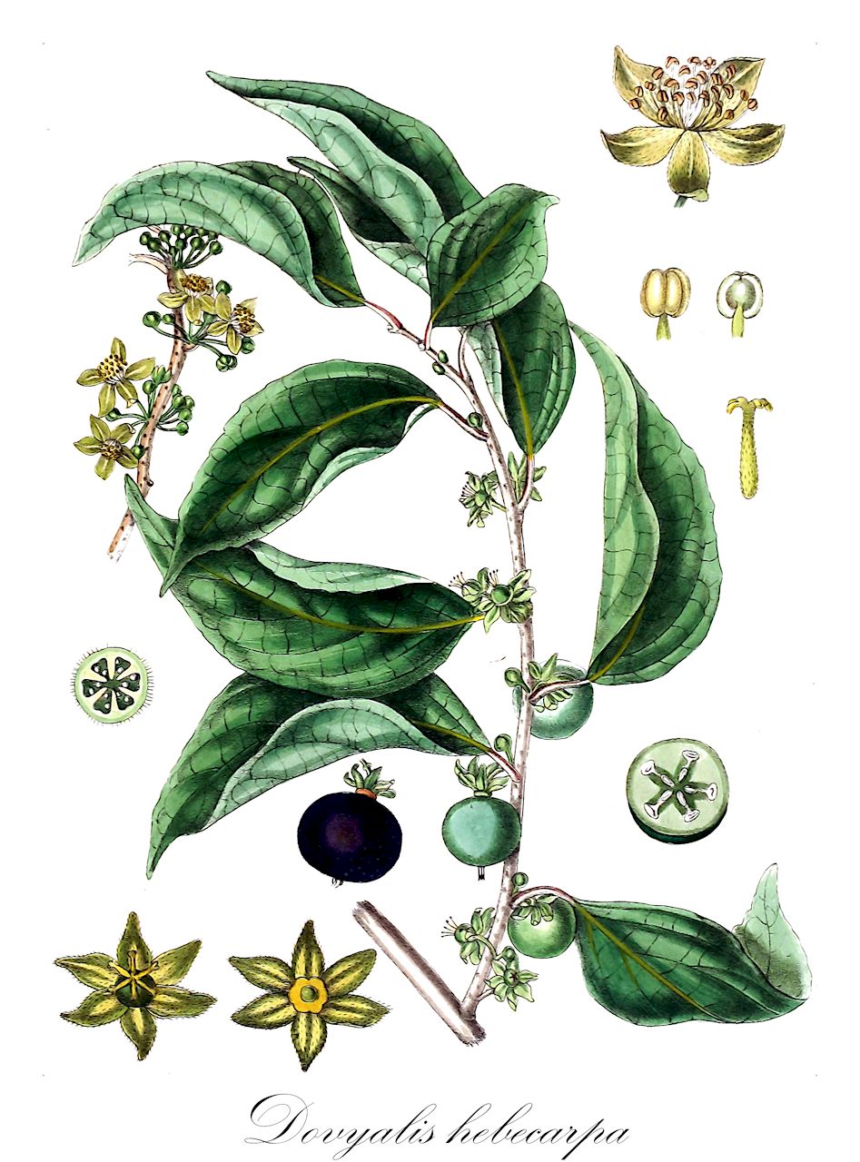 Dovyalis hebecarpa - Salicaceae,Plantae,Pteridobiotina,Angiosperms,Malpighiales,Salicaceae,Dovyalis,Dovyalis hebecarpa,Aberia gardneri, Aberia hebecarpa, Rumea hebecarpa