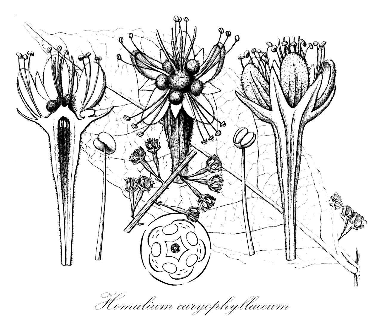 Homalium caryophyllaceum - Salicaceae,Plantae,Pteridobiotina,Angiosperms,Malpighiales,Salicaceae,Homalium,Homalium caryophyllaceum,Blackwellia caryophyllacea, Cordylanthus frutescens, Homalium frutescens, Homalium hosei, Homalium obovale, Homalium sumatrana