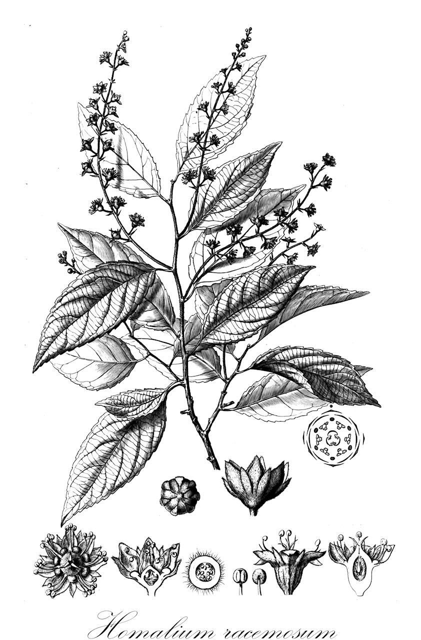 Homalium racemosum - Salicaceae,Plantae,Pteridobiotina,Angiosperms,Malpighiales,Salicaceae,Homalium,Homalium racemosum,Homalium anzoateguiense, Homalium columbianum, Homalium cuneifolium, Homalium eleutherostylum, Homalium eurypetalum, Homalium hemistylum, Homalium hemisystylum, Homalium hondurense, Homalium integrifolium, Homalium leiogynum, Homalium mituense, Homalium nicaraguense, Homalium obtusatum, Homalium pedicellatum, Homalium pittieri, Homalium pleiandrum, Homalium racemosum subsp. barbellatum, Homalium schippii, Homalium stenosepalum, Homalium trichocladum