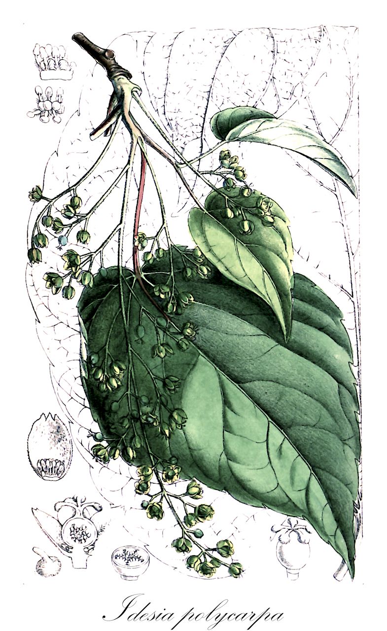 Idesia polycarpa - Salicaceae,Plantae,Pteridobiotina,Angiosperms,Malpighiales,Salicaceae,Idesia,Idesia polycarpa,Cathayeia polycarpa, Flacourtia japonica, Idesia fujianensis, Idesia polycarpa var. fujianensis, Idesia polycarpa var. intermedia, Idesia polycarpa var. latifolia, Idesia polycarpa var. polycarpa, Polycarpa maximowiczii,Orangenkirsche