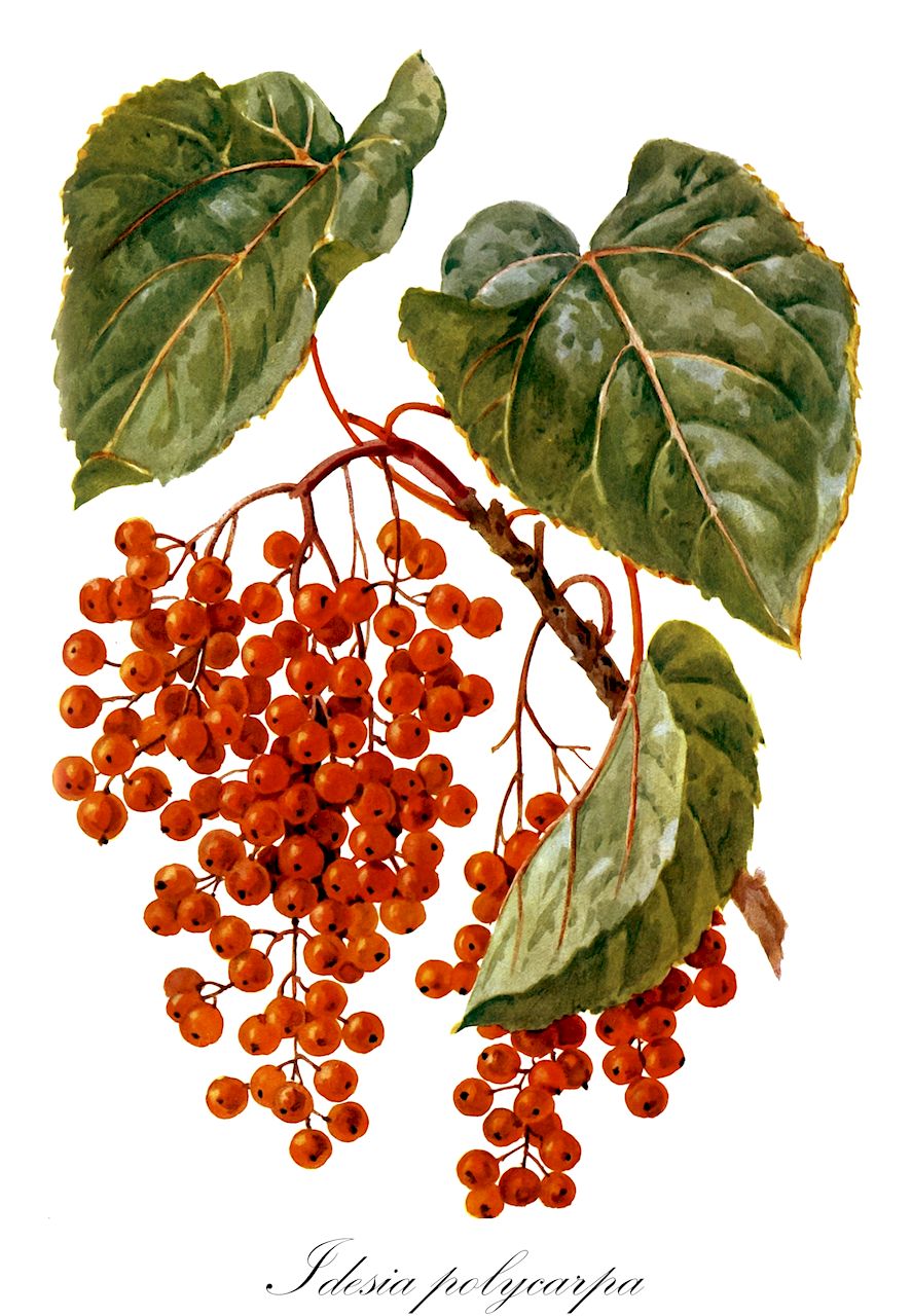 Idesia polycarpa - Salicaceae,Plantae,Pteridobiotina,Angiosperms,Malpighiales,Salicaceae,Idesia,Idesia polycarpa,Cathayeia polycarpa, Flacourtia japonica, Idesia fujianensis, Idesia polycarpa var. fujianensis, Idesia polycarpa var. intermedia, Idesia polycarpa var. latifolia, Idesia polycarpa var. polycarpa, Polycarpa maximowiczii,Orangenkirsche
