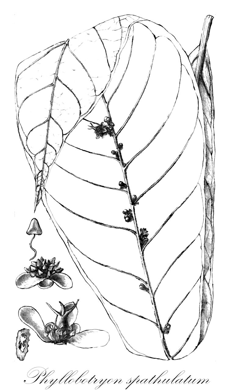 Phyllobotryon spathulatum - Salicaceae,Plantae,Pteridobiotina,Angiosperms,Malpighiales,Salicaceae,Phyllobotryon,Phyllobotryon spathulatum,Phyllobotryon breviflorum, Phyllobotryon soyauxianum, Phyllobotryon zenkeri, Phyllobotryum zenkeri, Phylloclinium soyauxianum