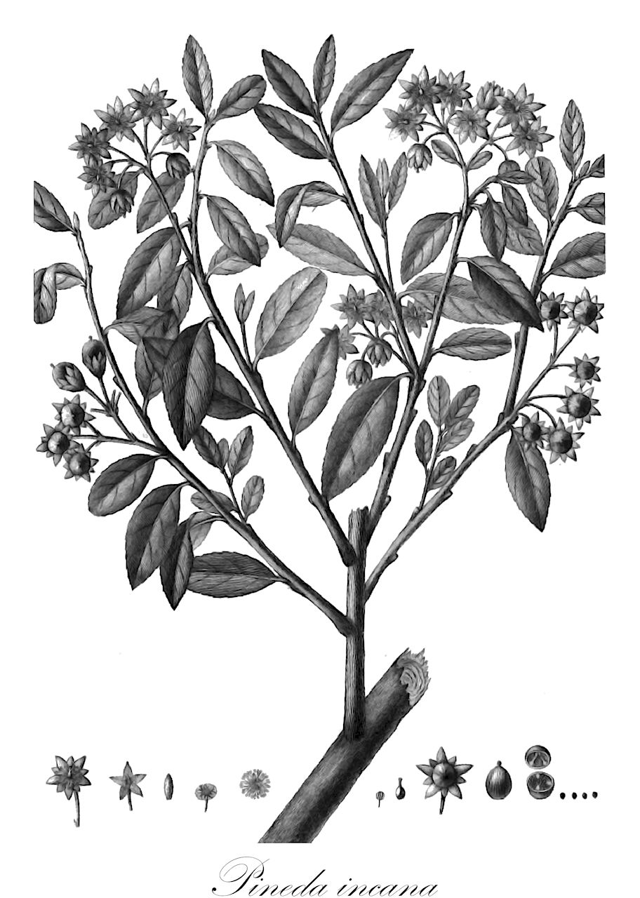 Pineda incana - Salicaceae,Plantae,Pteridobiotina,Angiosperms,Malpighiales,Salicaceae,Pineda,Pineda incana,Banara incana, Christannia salicifolia, Homalium incanum, Pineda lehmannii