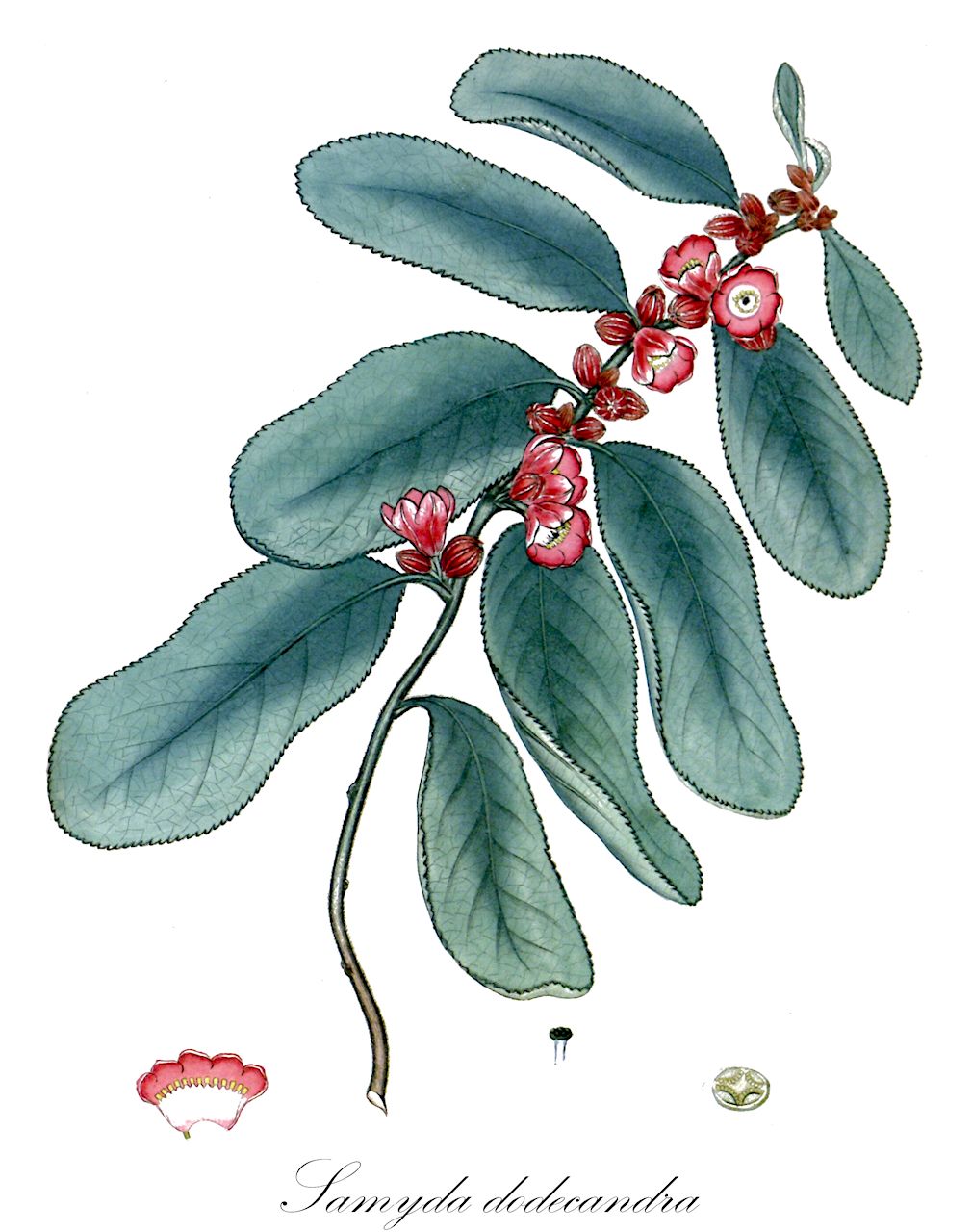 Samyda dodecandra - Salicaceae,Plantae,Pteridobiotina,Angiosperms,Malpighiales,Salicaceae,Samyda,Samyda dodecandra,Samyda denticulata, Samyda oligostemon, Samyda rosea, Samyda serrulata, Samyda tenuifolia, Samyda velutina