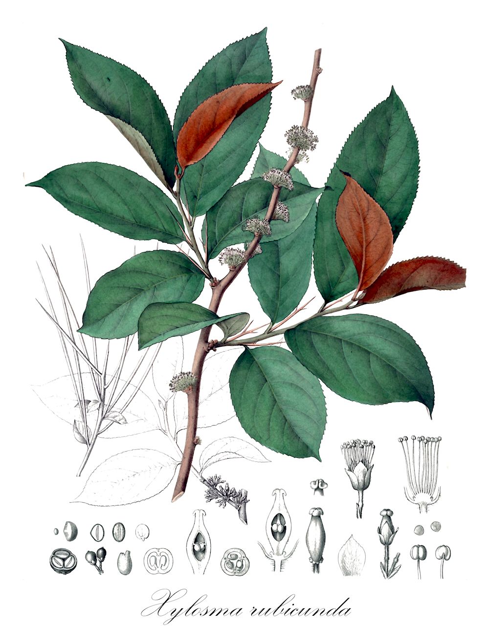 Xylosma rubicunda - Salicaceae,Plantae,Pteridobiotina,Angiosperms,Malpighiales,Salicaceae,Xylosma,Xylosma rubicunda,Myroxylon rubicundum