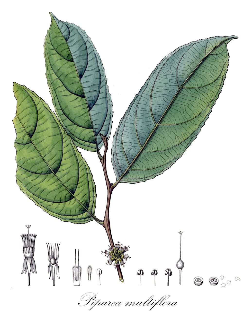 Piparea multiflora - Salicaceae,Plantae,Pteridobiotina,Angiosperms,Malpighiales,Salicaceae,Piparea,Piparea multiflora,Casearia gaertneri, Casearia iquitosensis, Casearia iquitosensis, Casearia javitensis, Casearia javitensis f. congestiflora, Casearia javitensis f. cordifolia, Casearia javitensis f. grandifolia, Casearia javitensis var. integrifolia, Chetocrater javitensis, Lindleya glabra