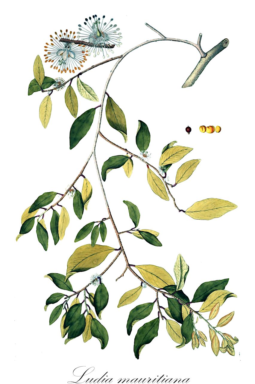 Ludia mauritiana - Salicaceae,Plantae,Pteridobiotina,Angiosperms,Malpighiales,Salicaceae,Ludia,Ludia mauritiana,Ludia ambrensis, Ludia bivalvis, Ludia sessiliflora, Ludia tuberculata, Scolopia minutiflora