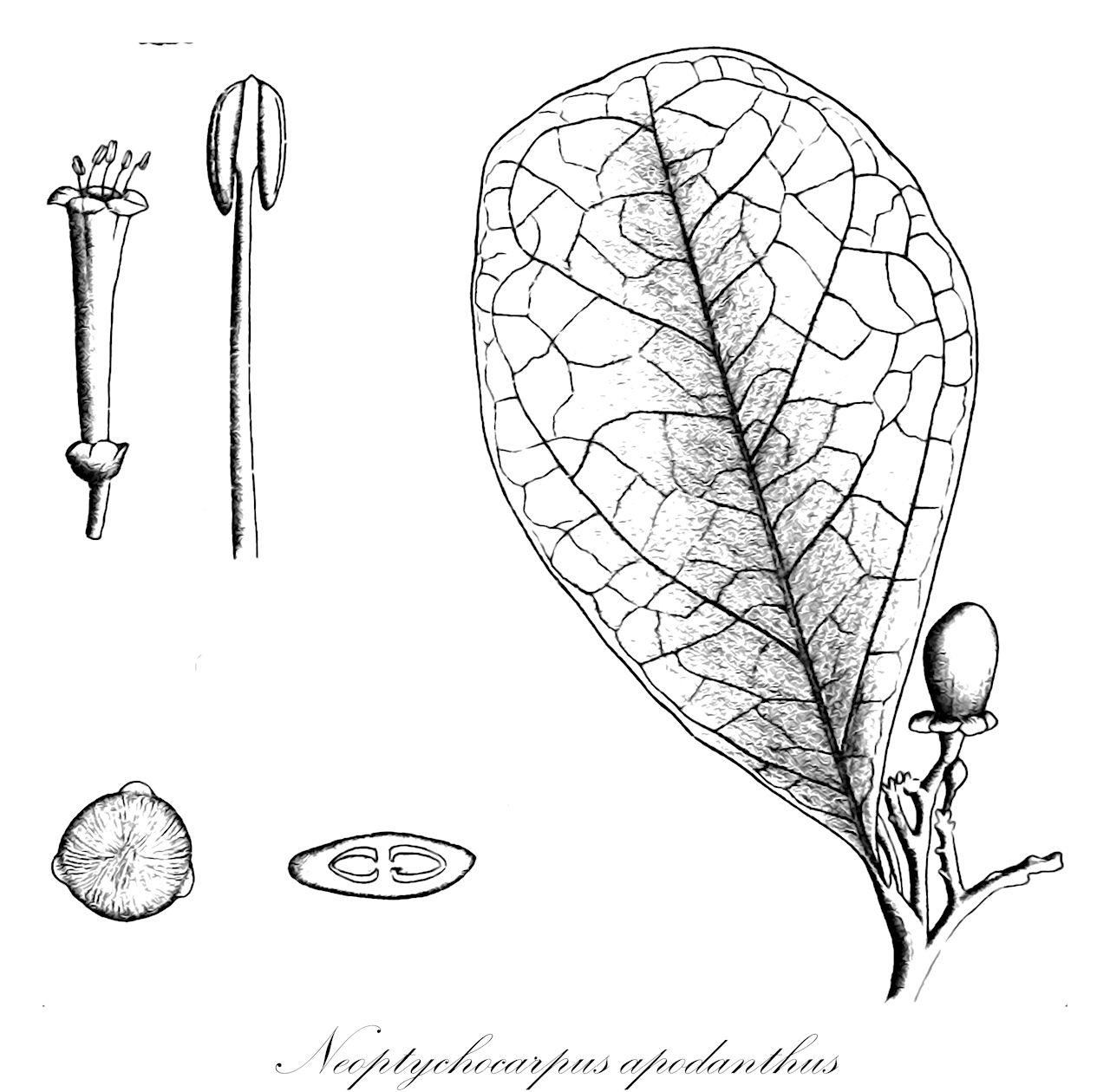Neoptychocarpus apodanthus - Salicaceae,Plantae,Pteridobiotina,Angiosperms,Malpighiales,Salicaceae,Neoptychocarpus,Neoptychocarpus apodanthus,Ptychocarpus apodanthus