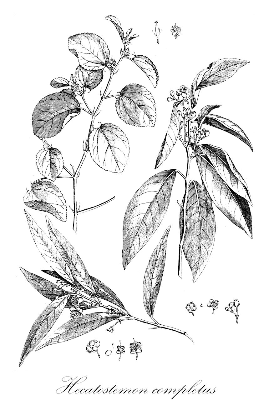 Hecatostemon completus - Salicaceae,Plantae,Pteridobiotina,Angiosperms,Malpighiales,Salicaceae,Hecatostemon,Hecatostemon completus,Hecatostemon dasygynus, Hecatostemon guazumifolius, Laetia completa, Laetia guazumifolia, Laetia hirtella